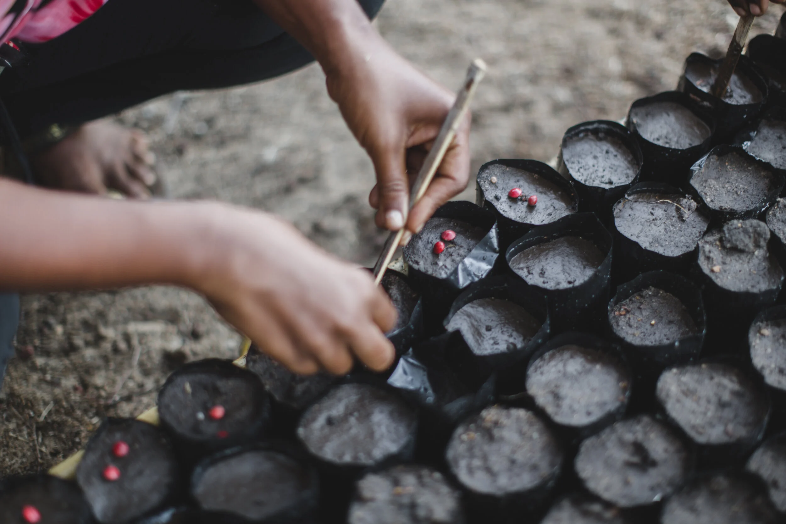 tentree_mad2014_0937.jpg