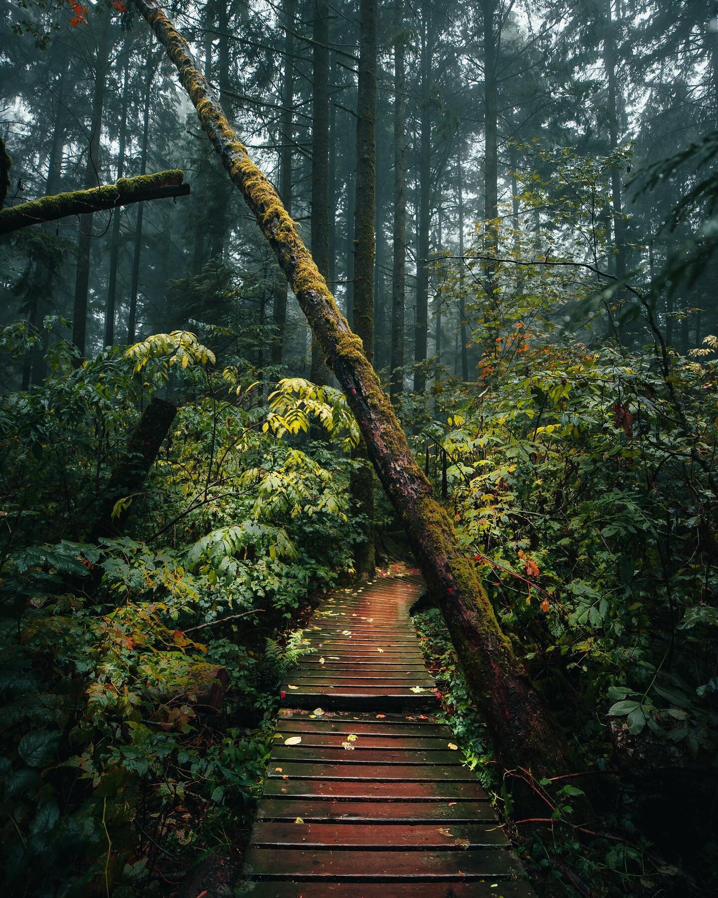 Lots of rain in the forecast in Vancouver 🍃