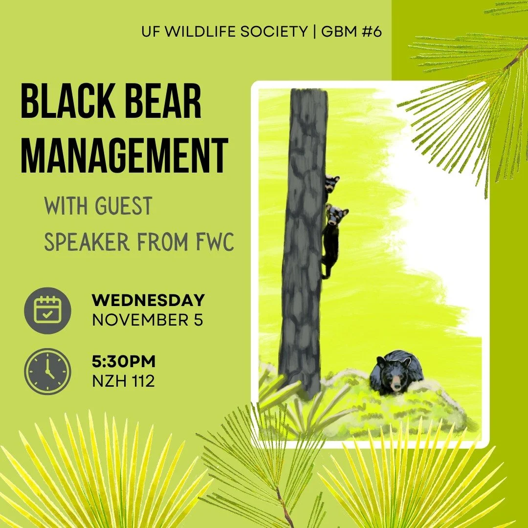 Our next meeting is about Florida black bear management! Join us for a presentation from an FWC guest speaker about bear biology, management, and a data collection volunteering opportunity. 

Wednesday, November 5th, at 5:30PM in Newins-Ziegler Hall 