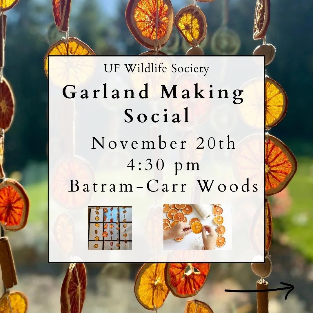 Join us in the Bartram-Carr woods for a garland making social! Swipe for the location of the tables. 
🍁🍂🍊🌲🍁🍂🍊🌲🍁🍂🍊🌲
We will have supplies like dried fruit and twine, but feel free to bring your own supplies as well!

November 20th, 4:30PM,