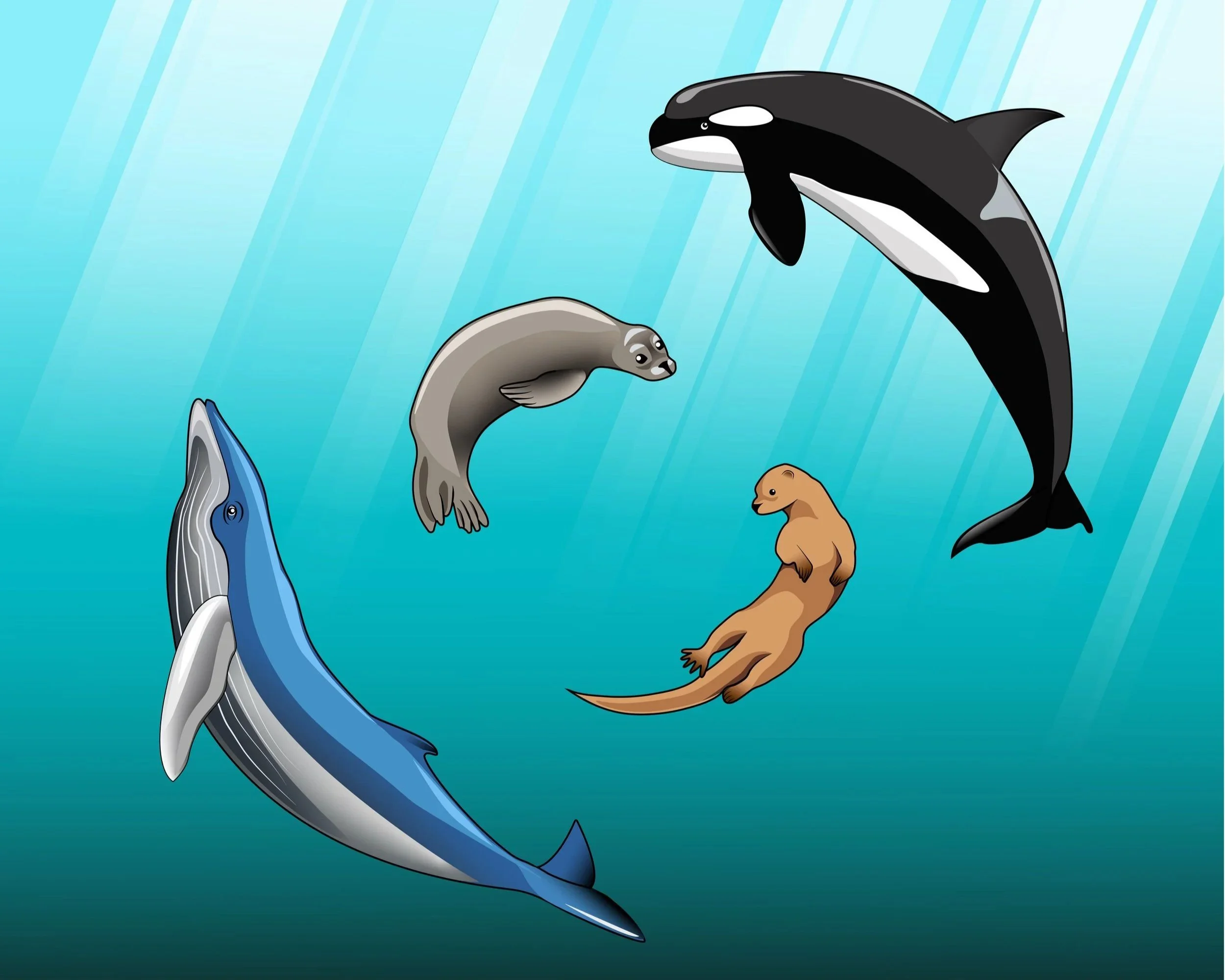 PNW Marine Mammals Vector Illustration