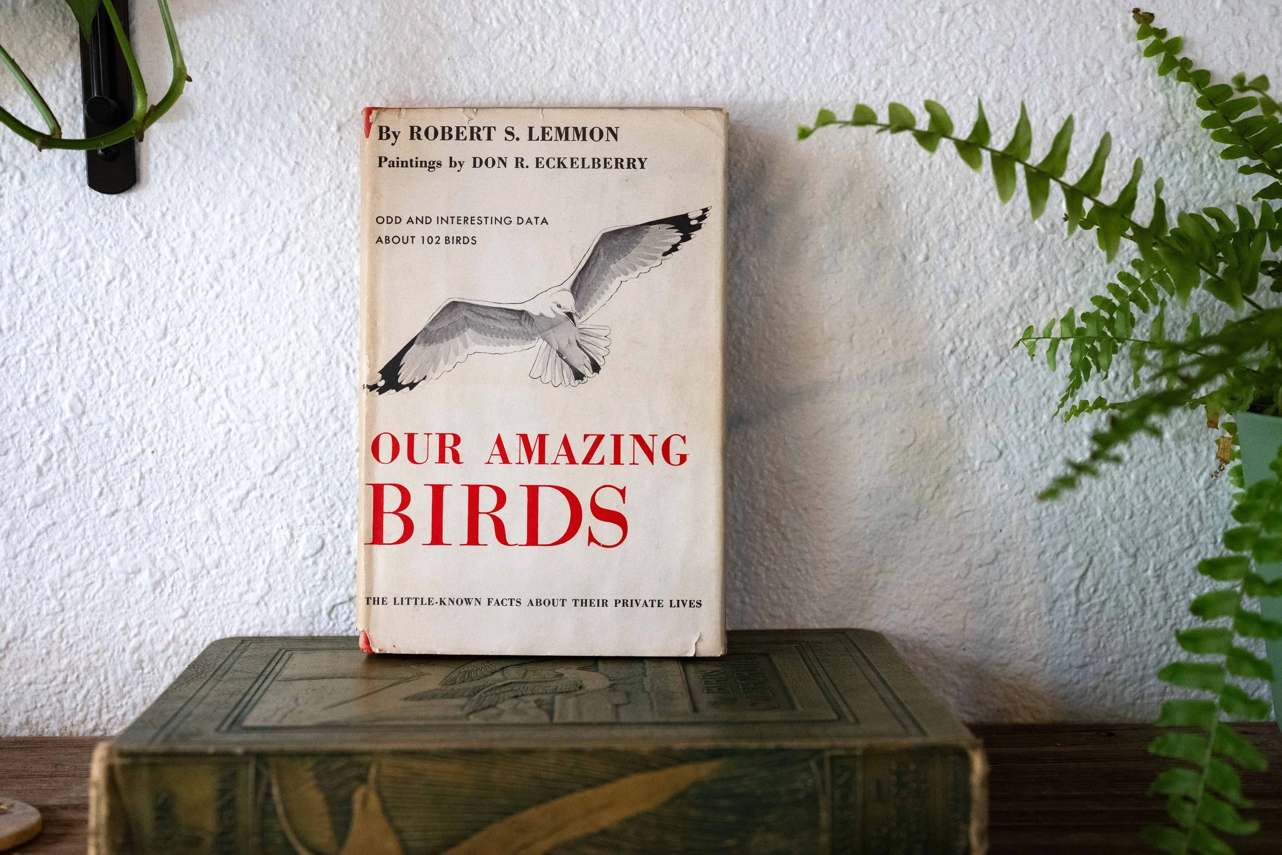 Our Amazing Birds, Vintage Illustrated Bird Book