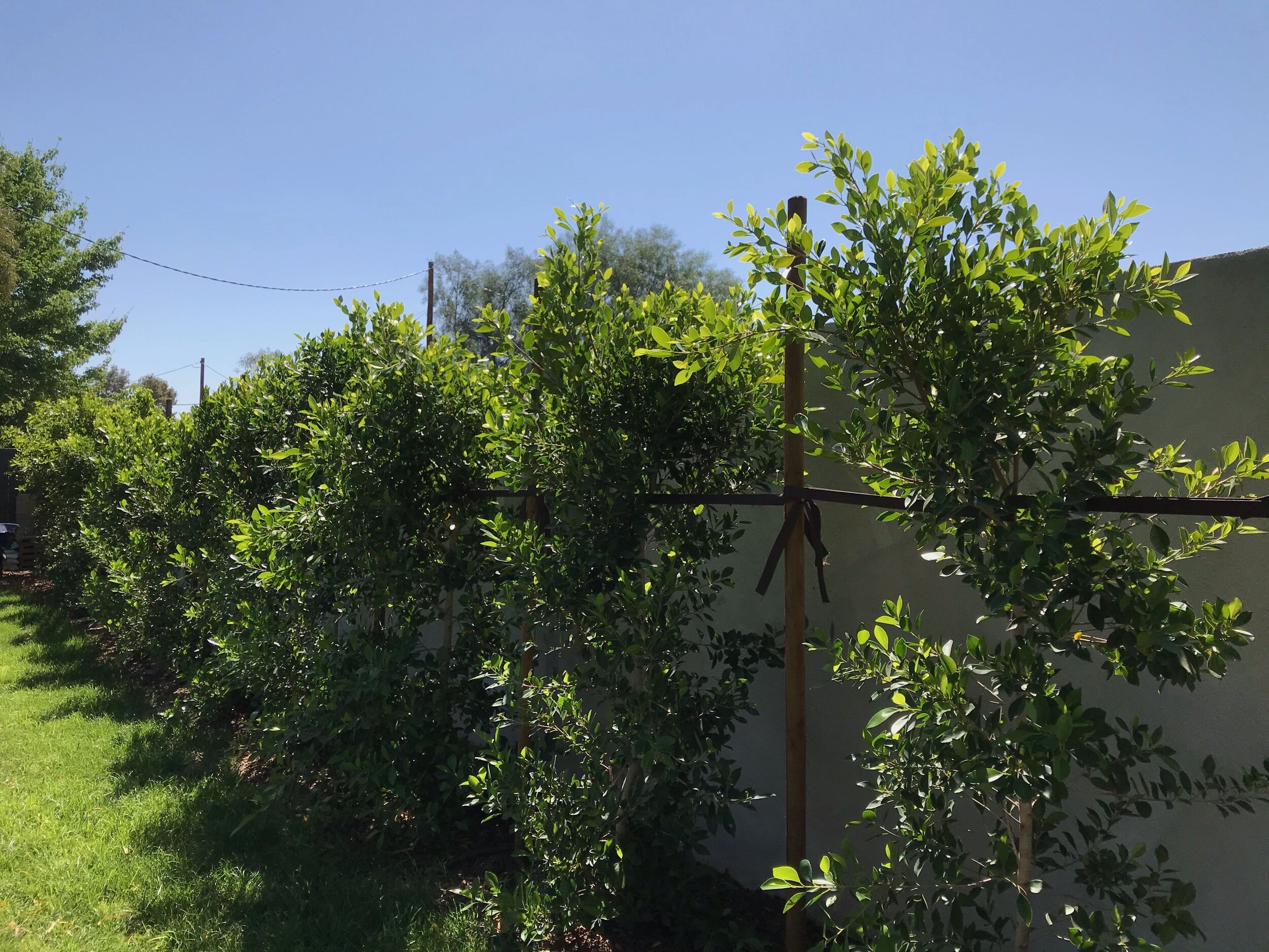 Indian Laurel (Ficus nitida) hedge install Phoenix, AZ