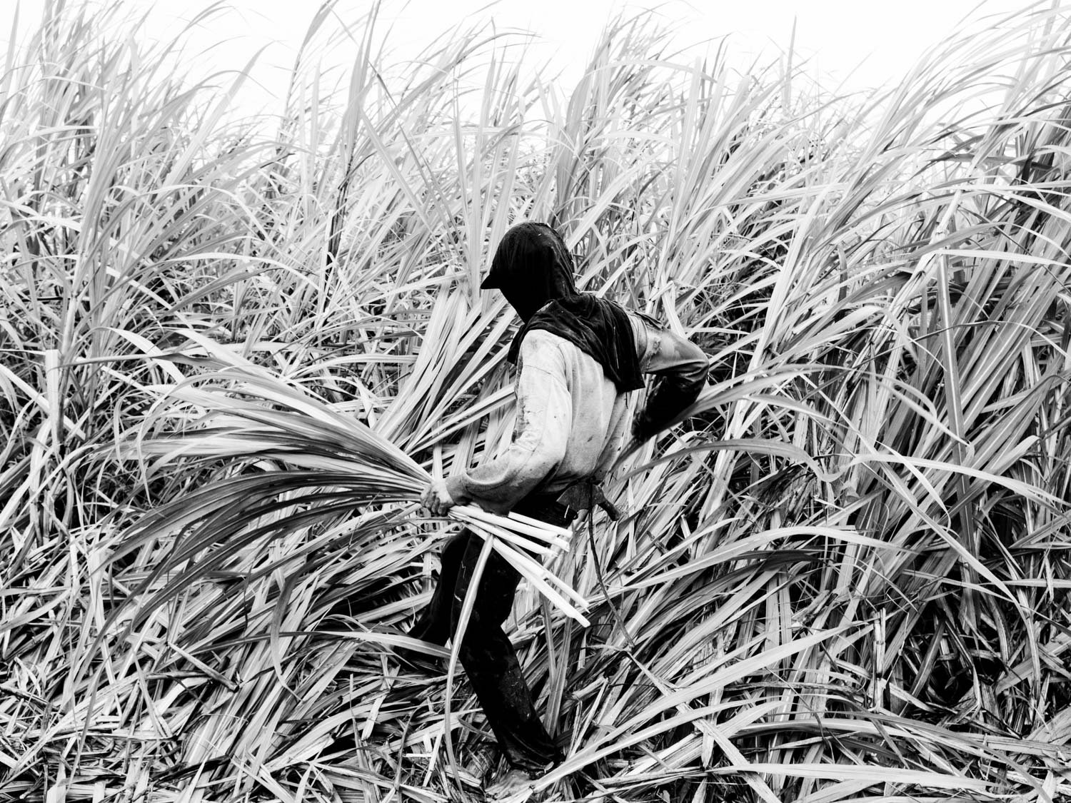 Philippines. Negros Occidental. Silay City. Sugarcane worker. 2017.