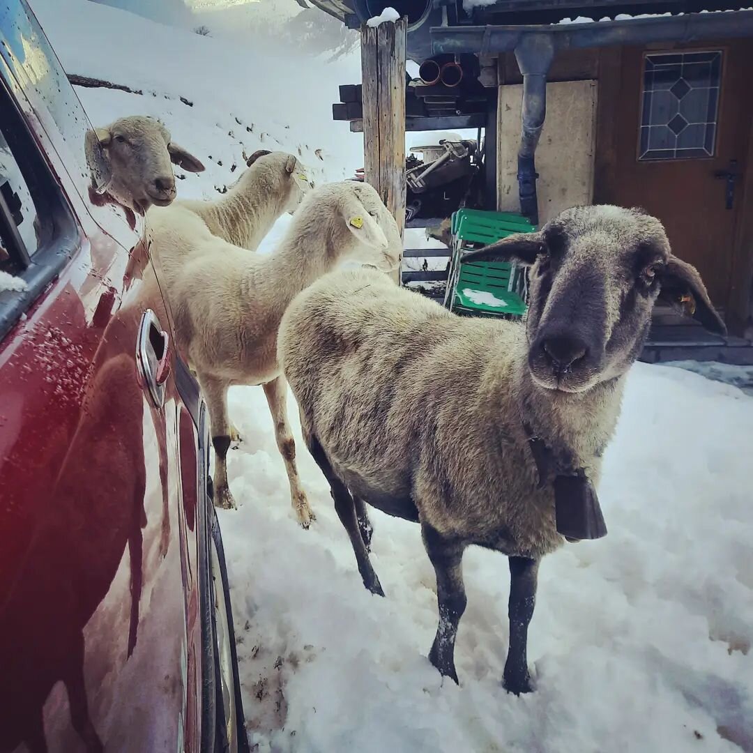 'xcuse me ladies...I gotta go to work! 

#osttirol #osttirolerrushhour #sheepies 
#bergbauernhof