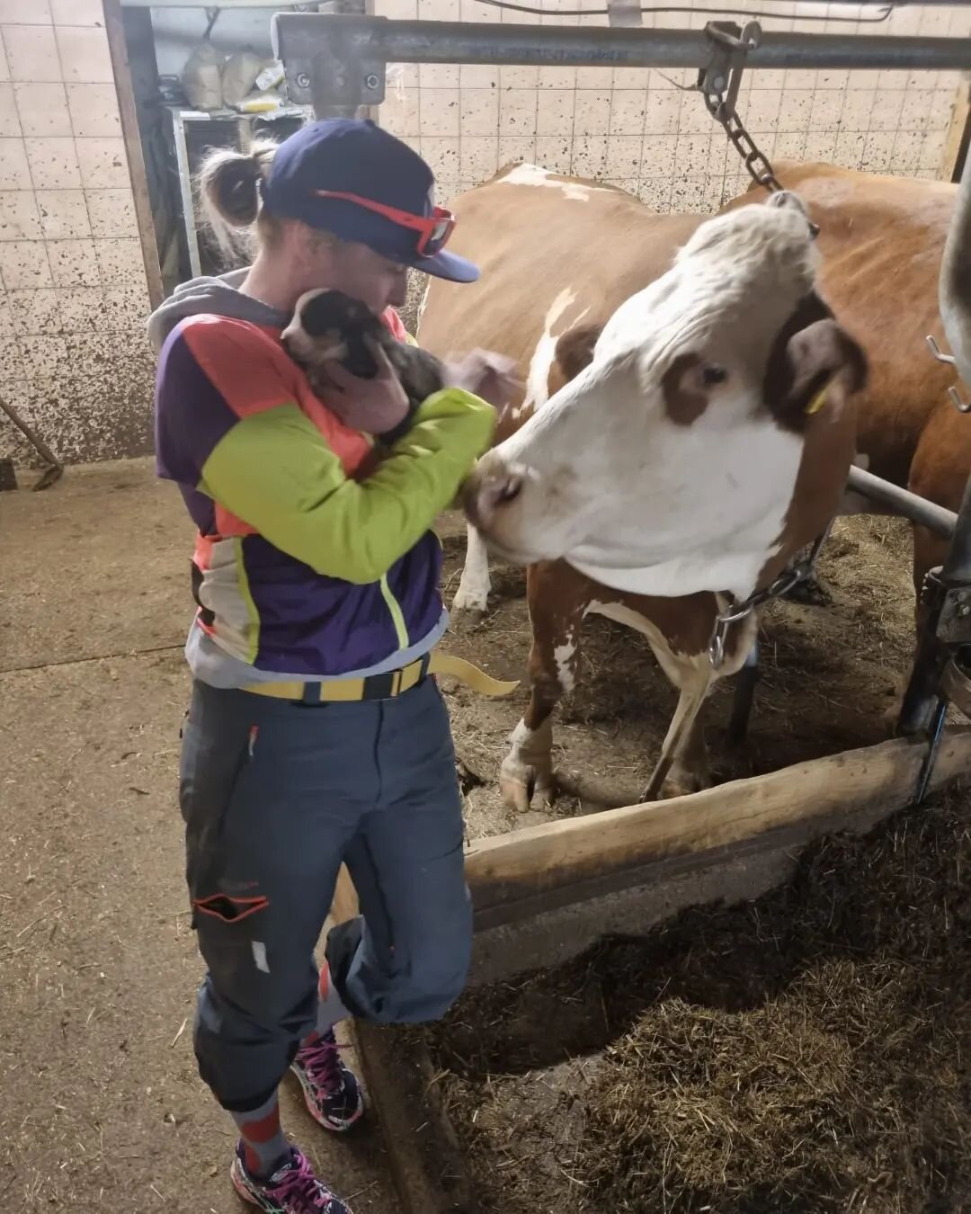 when cow and puppy meet. who do I cuddle first? 

#bergbauern #cow #fluffypotatoshapedpuppy