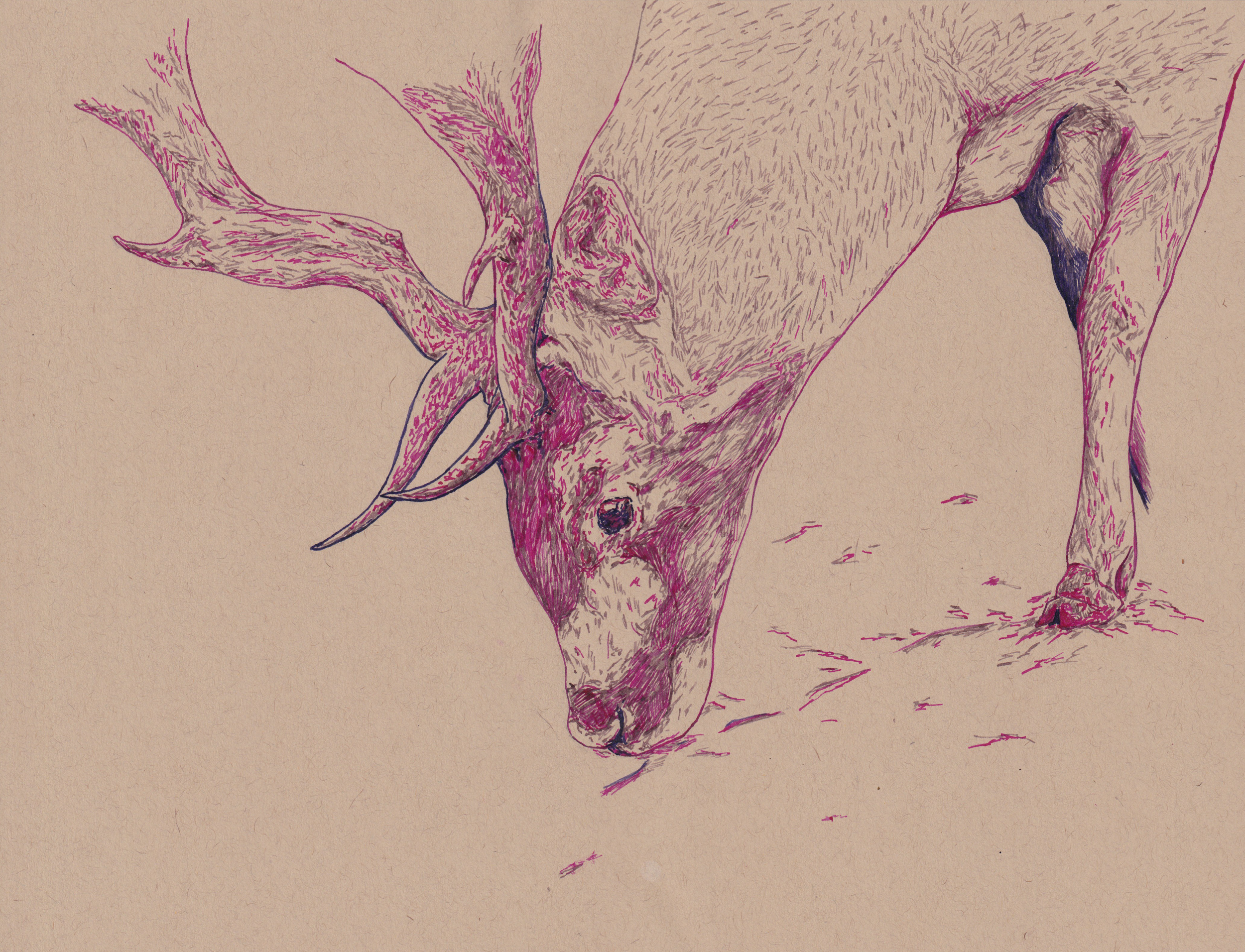 (A3) Deer.png