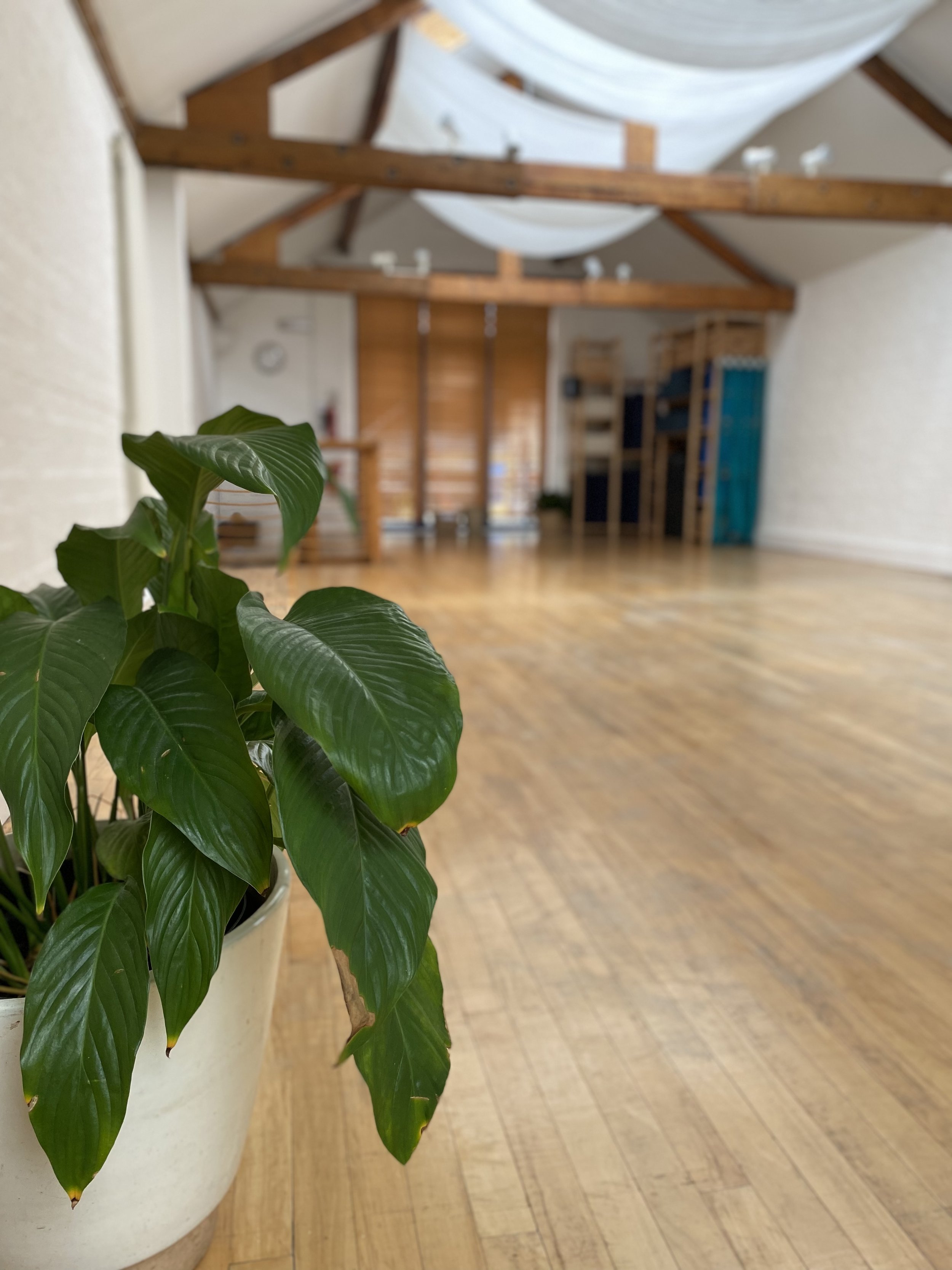 Studio plants