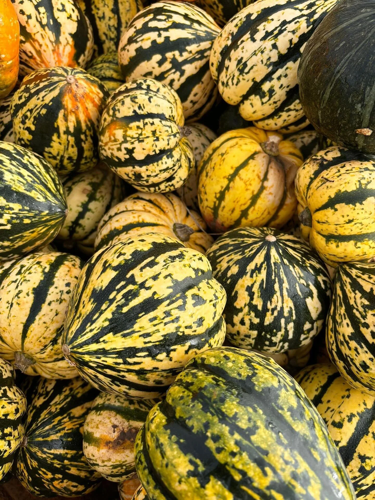 We get our amazing squashes and pumpkins from the local market and our friends @the_edible_acre &amp; @theveglady 

&bull;
&bull;

#squashes #pumpkins #autumn #seasonal #veg #vegetables #localproduce #freshfood #market #localmarket #dorchester #dorch