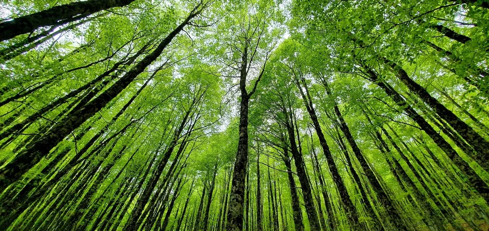 Nature Restoration Wild By Nature Nature Restoration Wild By Nature