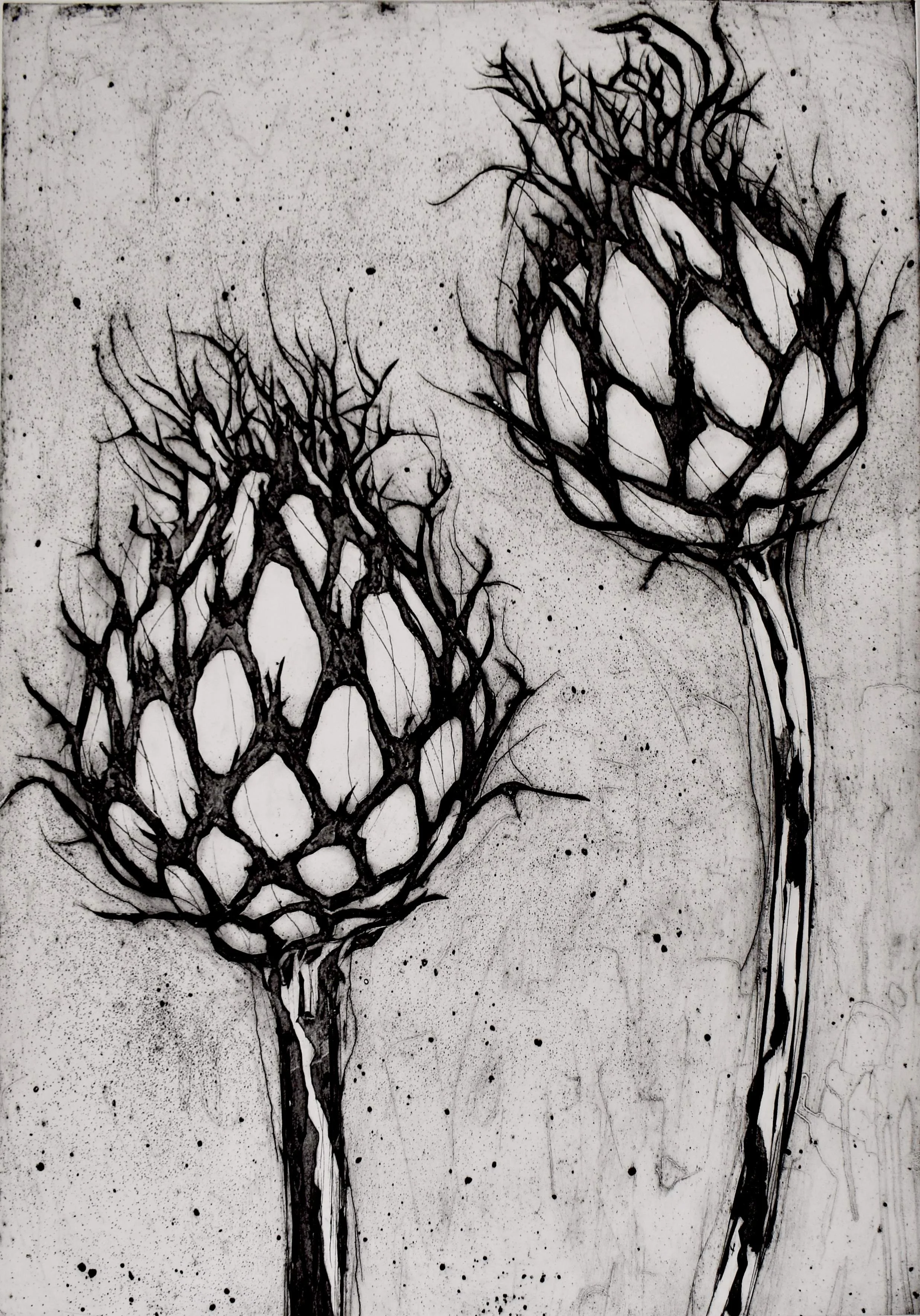 Knopurter 70x100cm lille oplos.JPG