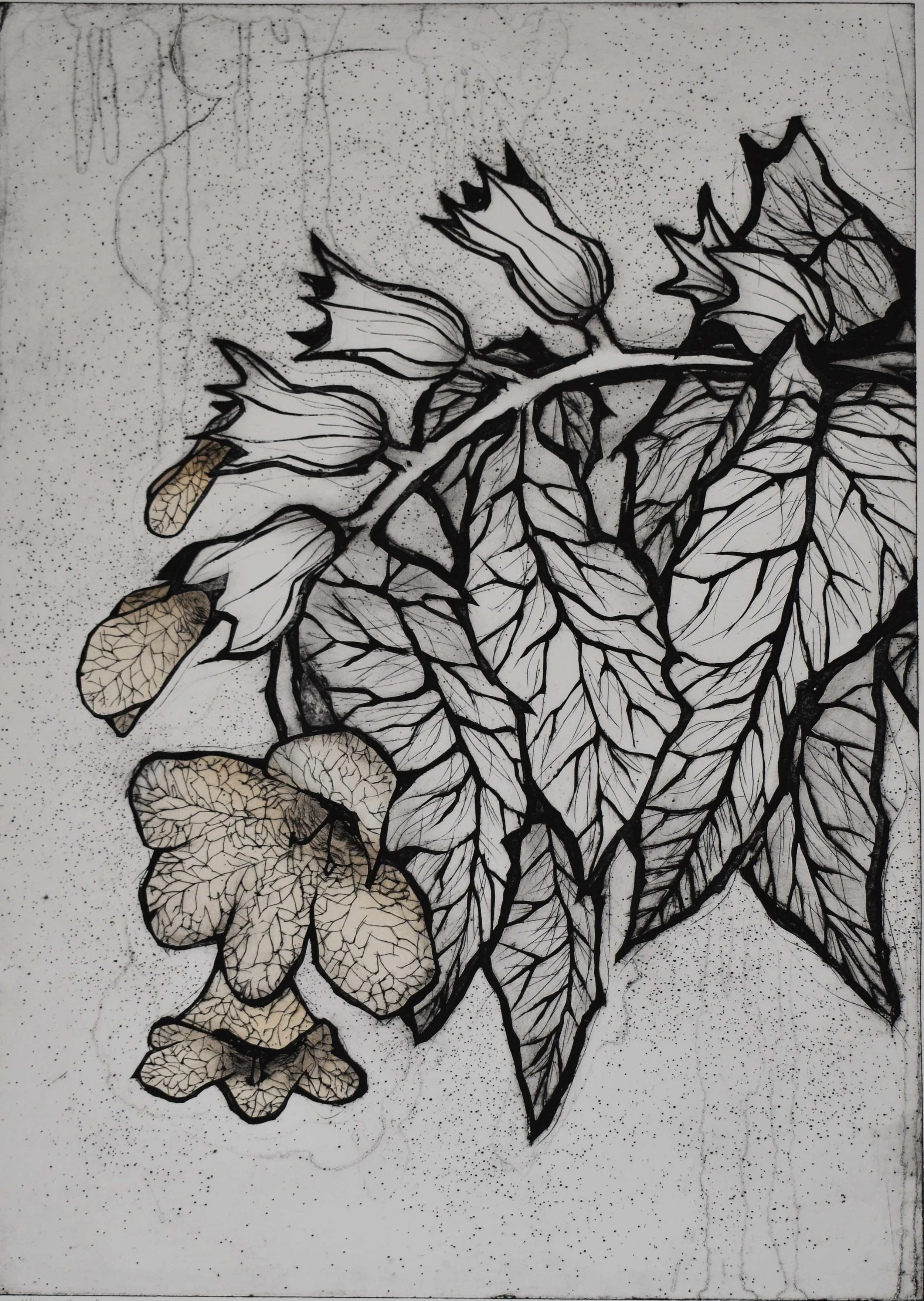 Bulmeurt 50x70 cm lille oplos.JPG