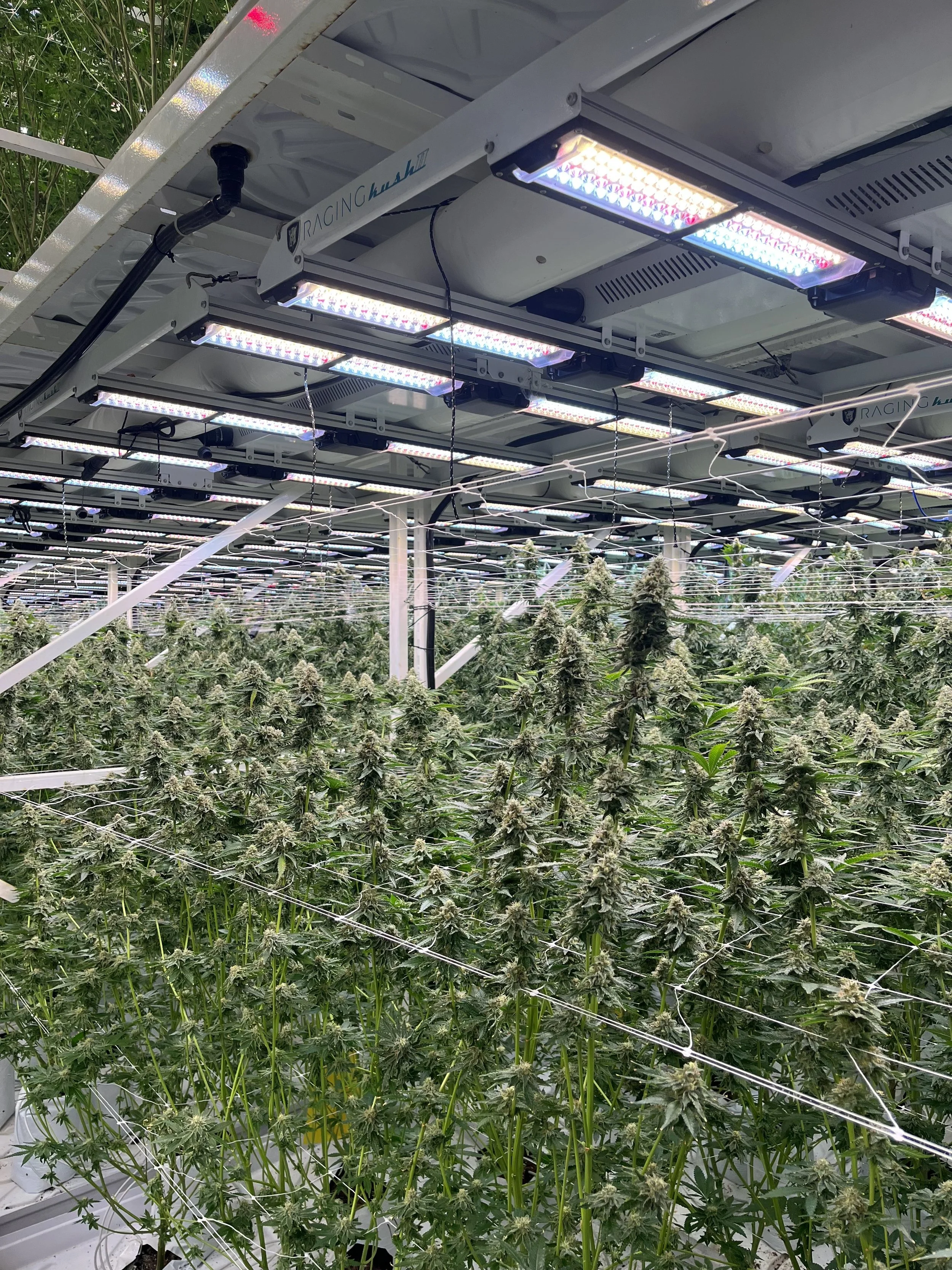 Meet Izi Flower, How We Grow Ganja in Maine