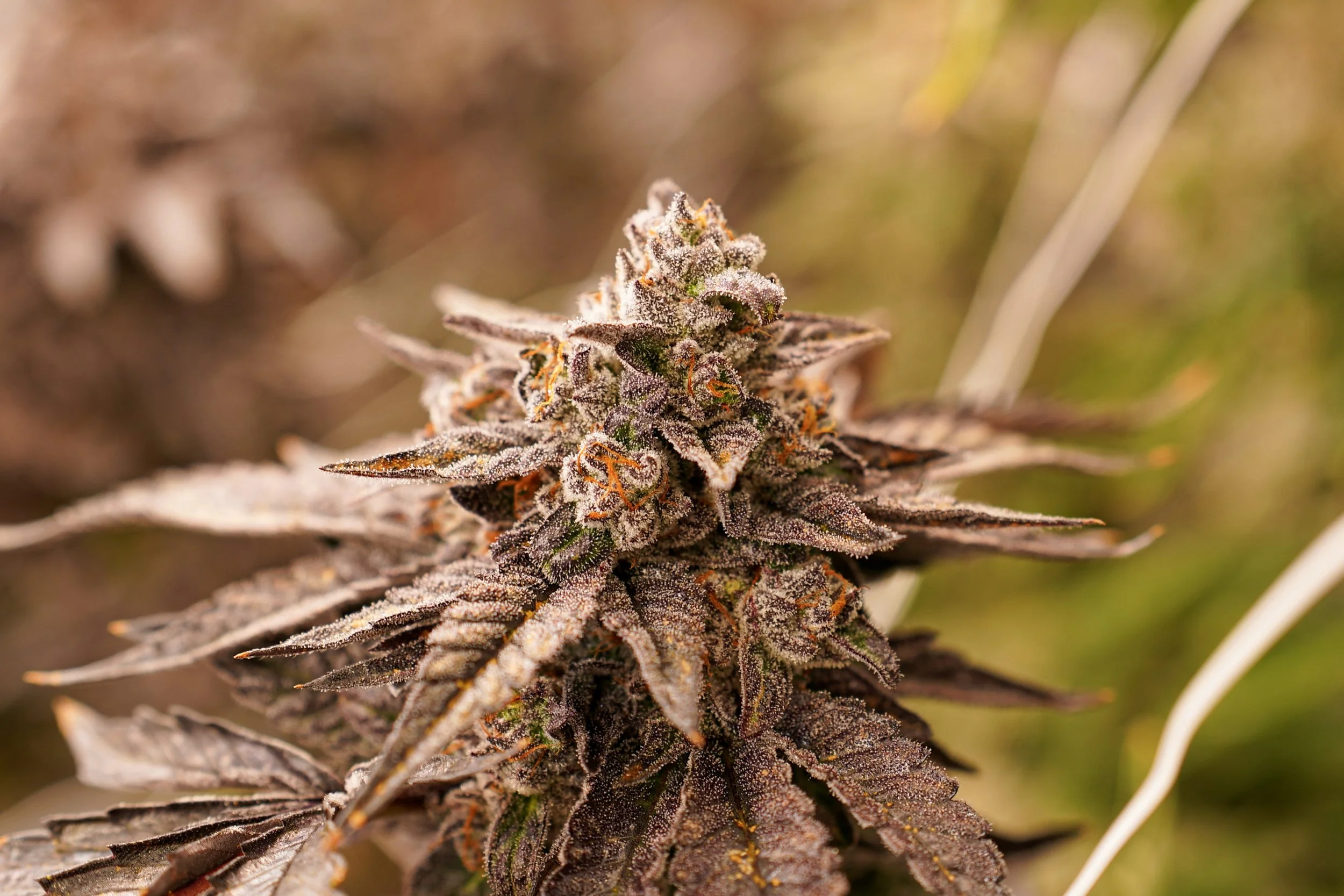 Close-up of a cannabis plant bud covered in trichomes with purple leaves and orange hairs, outdoors.
