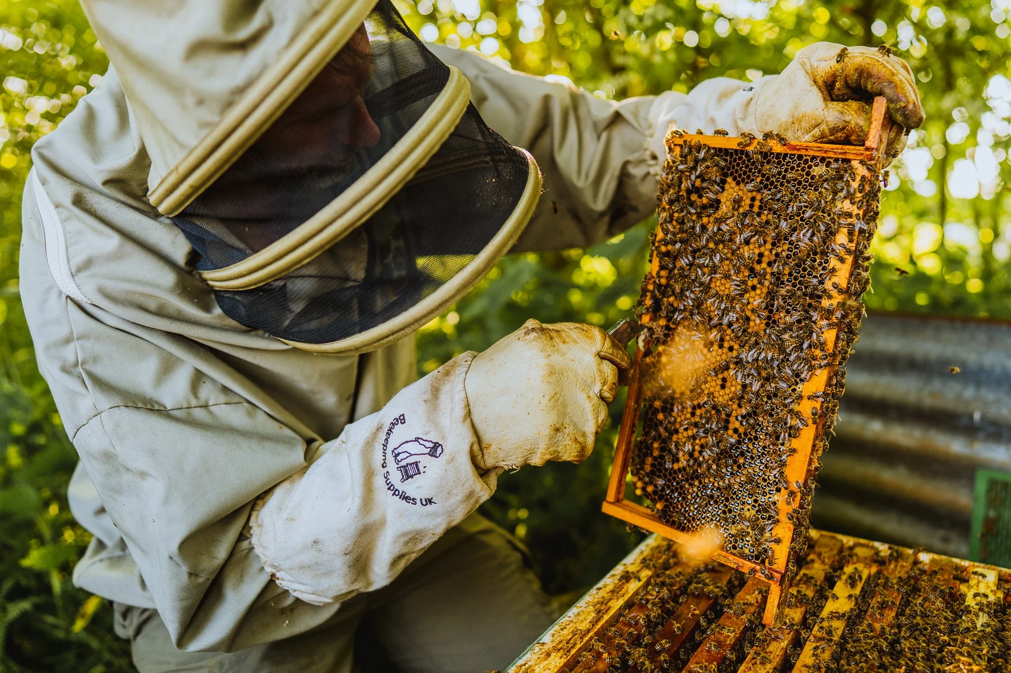 Freelance Lifestyle Photographer A beekeeper inspecting a hive frame covered with bees, wearing protective clothing and gloves in an outdoor setting.