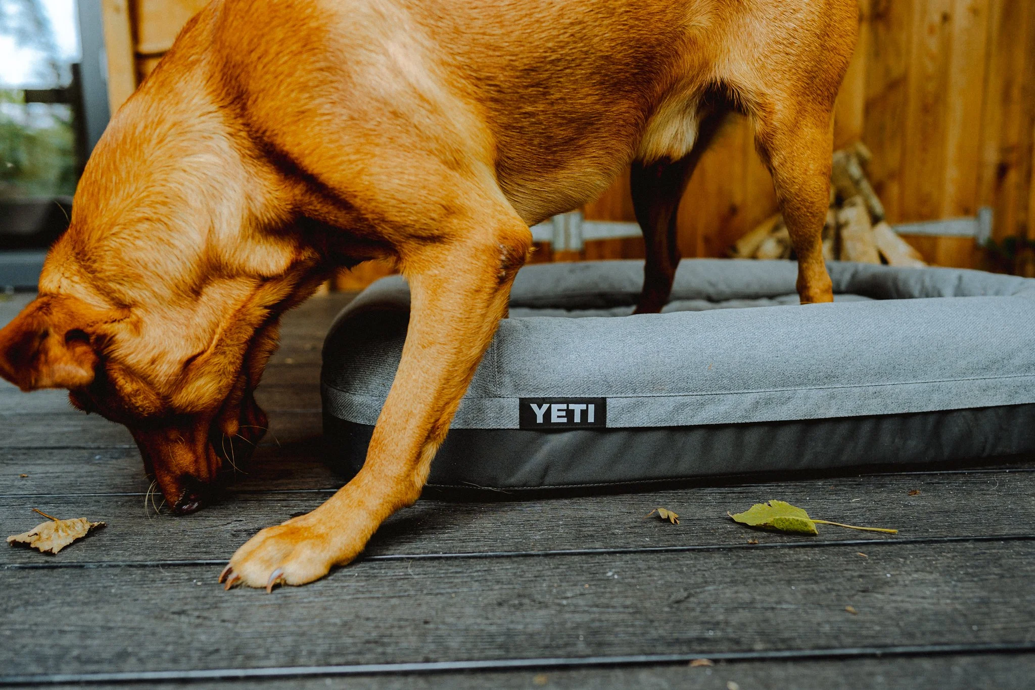 Freelance Lifestyle Photographer A dog sniffing the ground next to a gray YETI dog bed on a wooden deck.