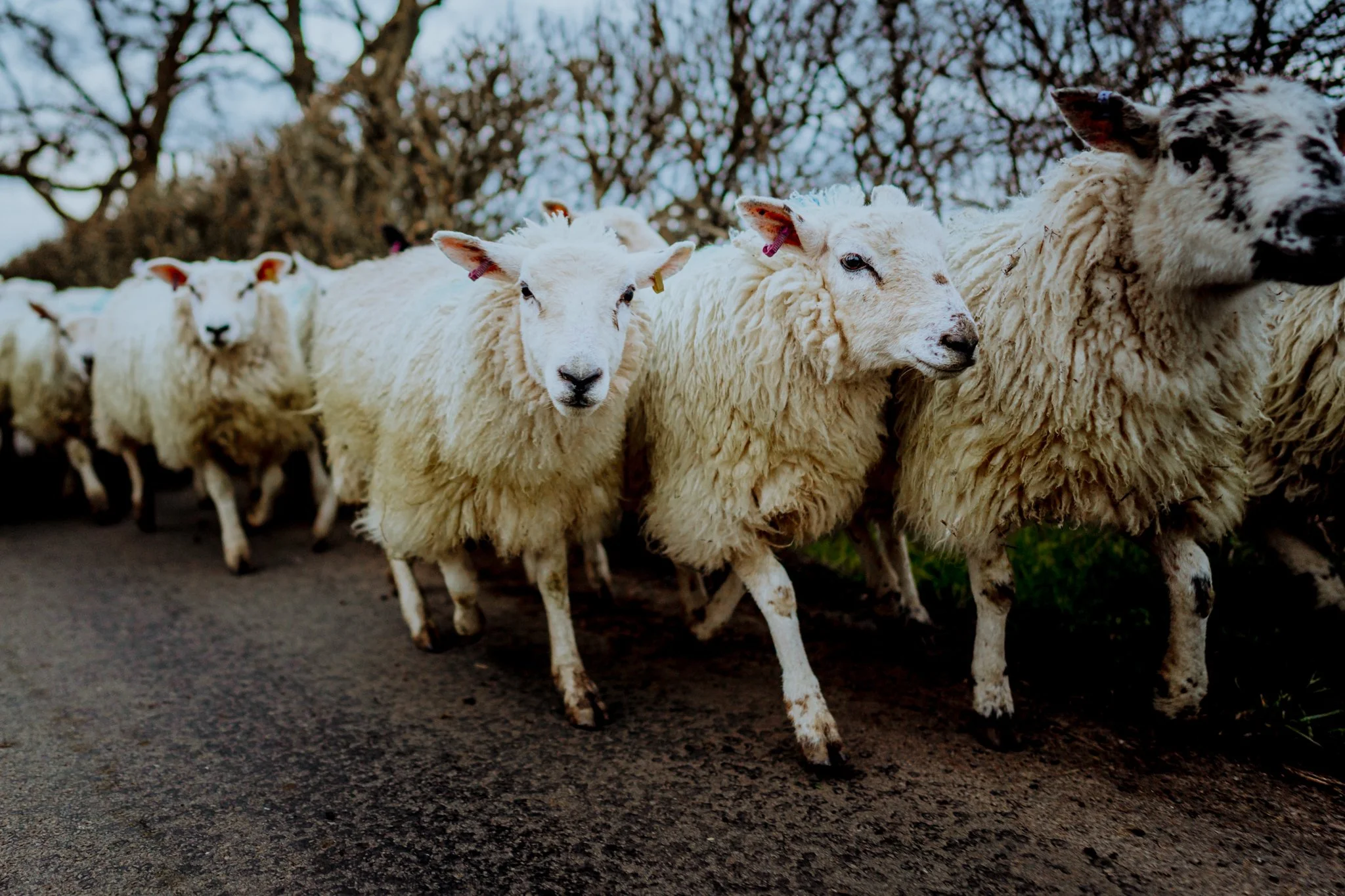 A herd of sheep walking on a paved path with trees in the background.