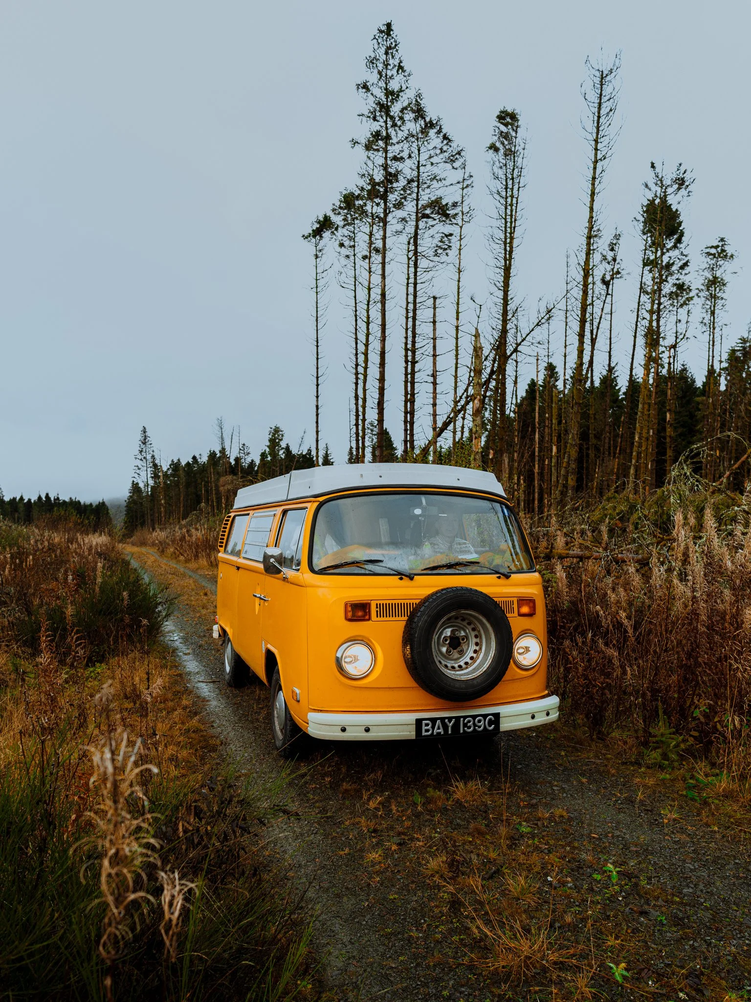 A yellow vintage Volkswagen camper van parked on a dirt road in a forested area with leafless trees and brown grass.
