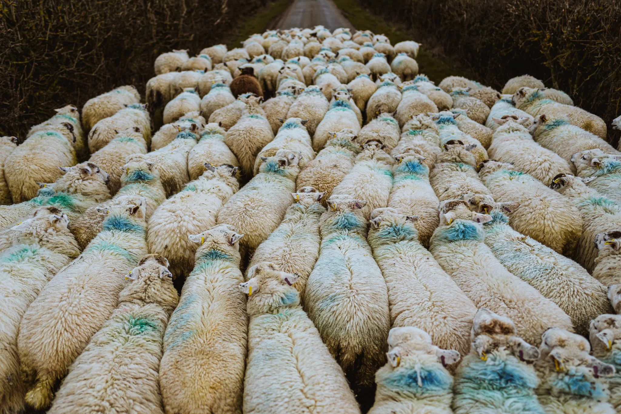 A large flock of sheep with blue markings on their wool walk along a dirt road bordered by bushes.