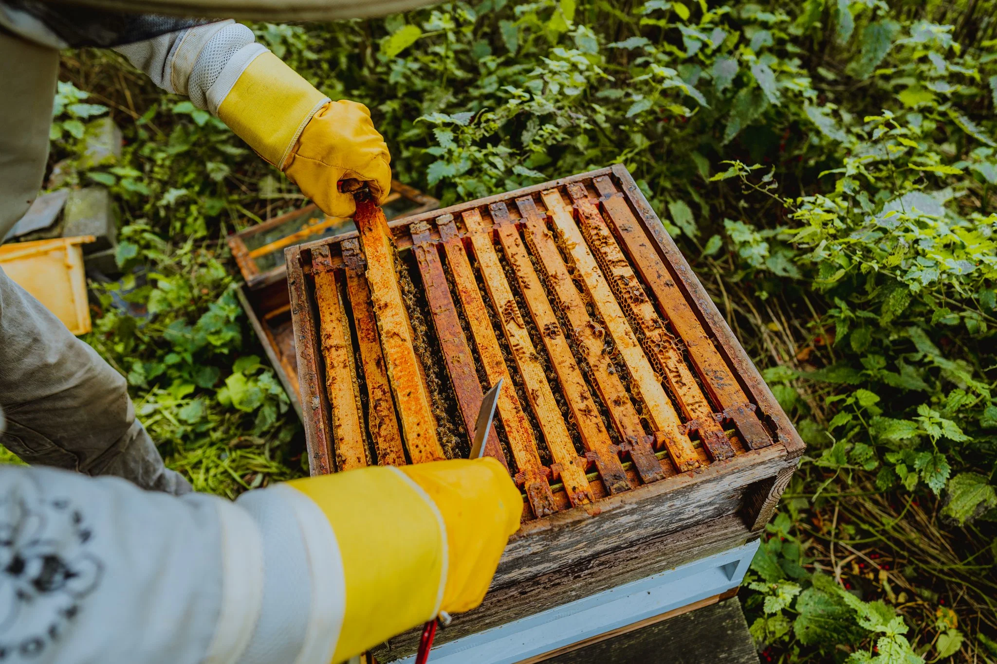Person wearing yellow gloves handling a honeycomb frame from a beehive outdoors surrounded by green foliage.