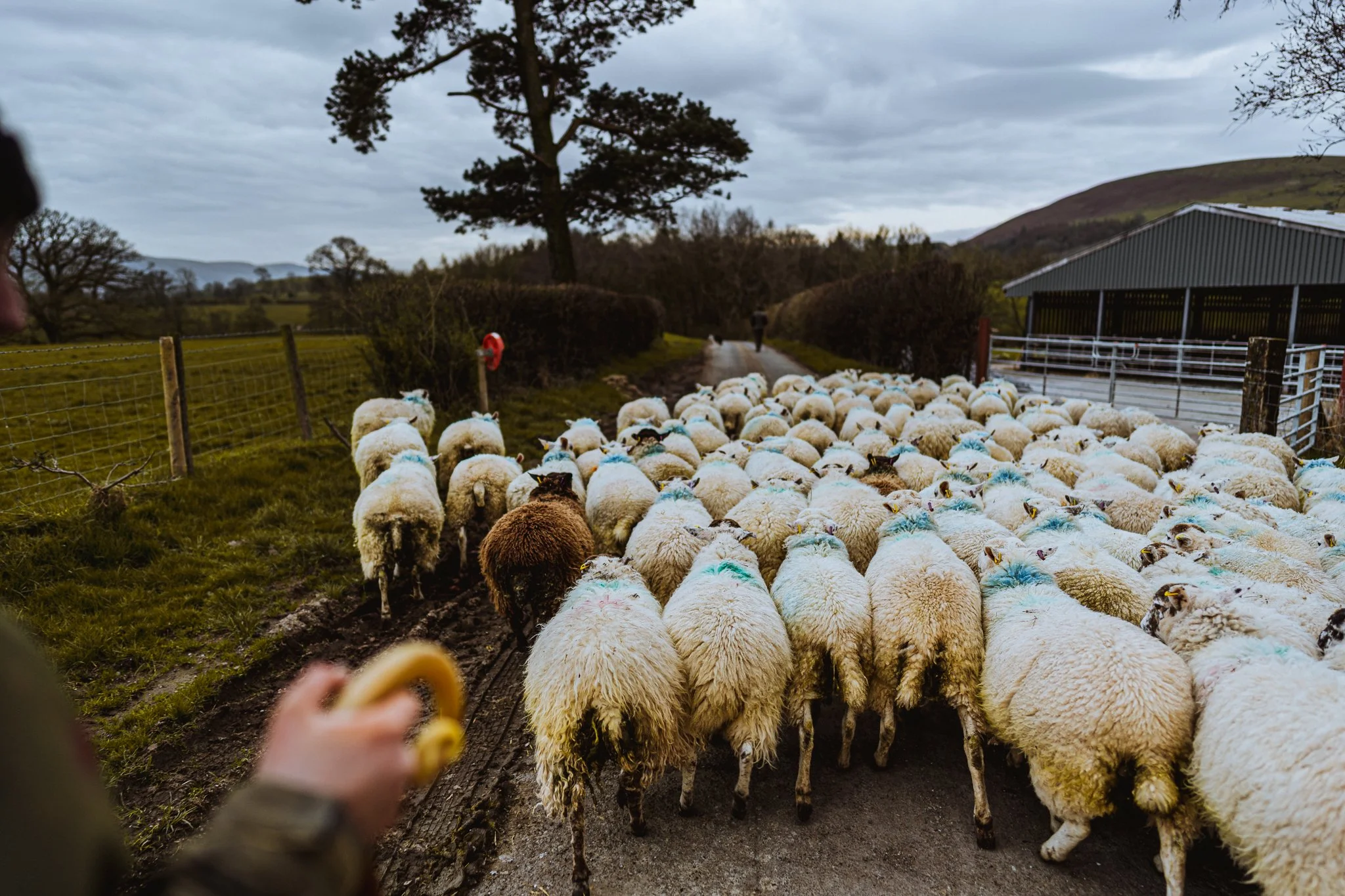 A flock of sheep on a farm, with some sheep having colorful markings, walking along a dirt path under a cloudy sky, with a person and a dog in the distance.