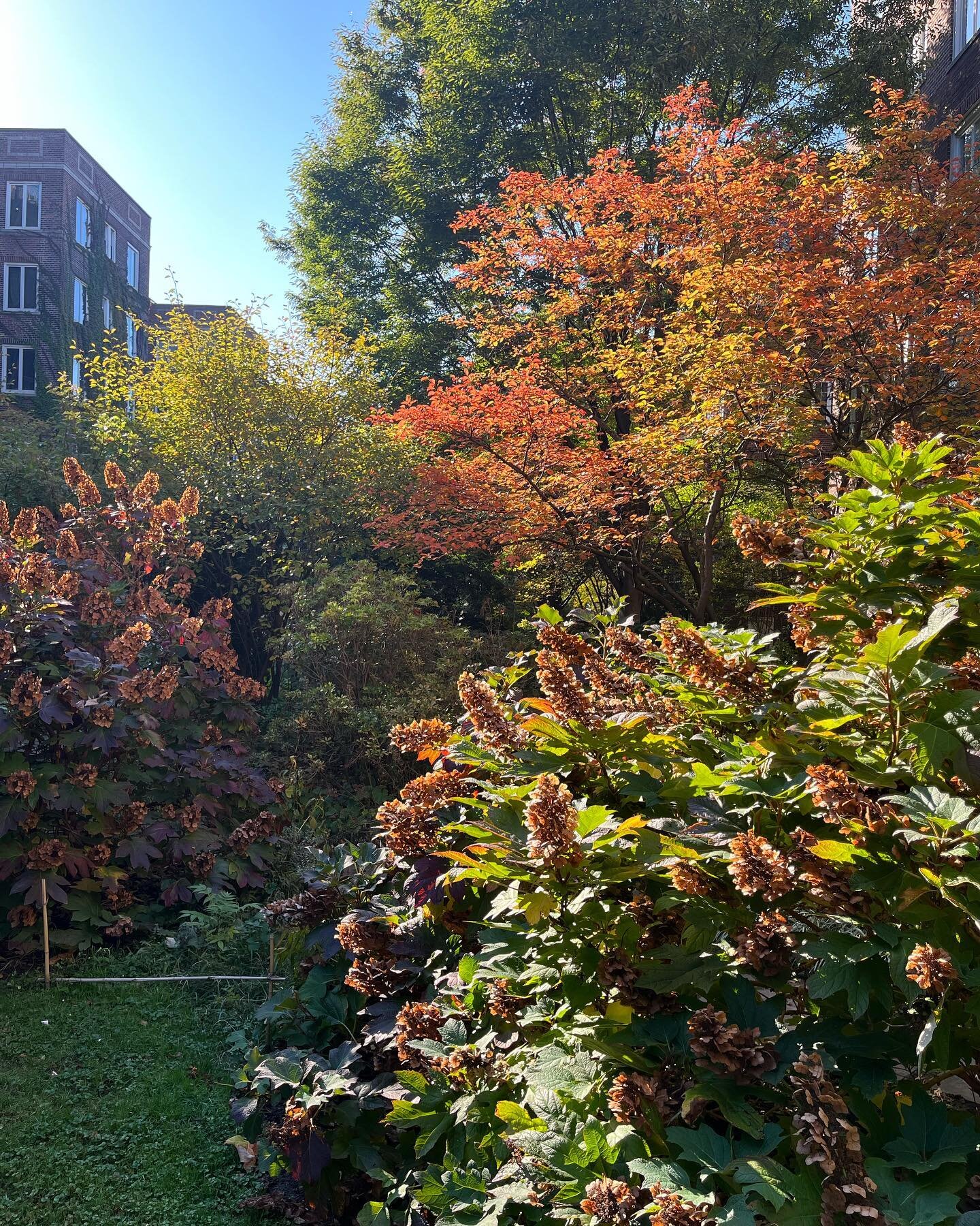 Fall colors in the garden.