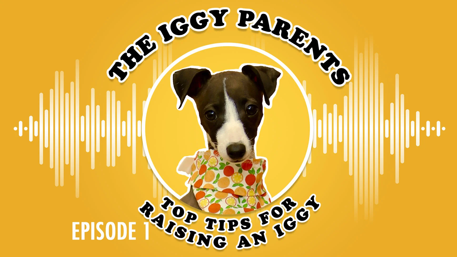 Episode 1 - Top Tips for Raising an Iggy