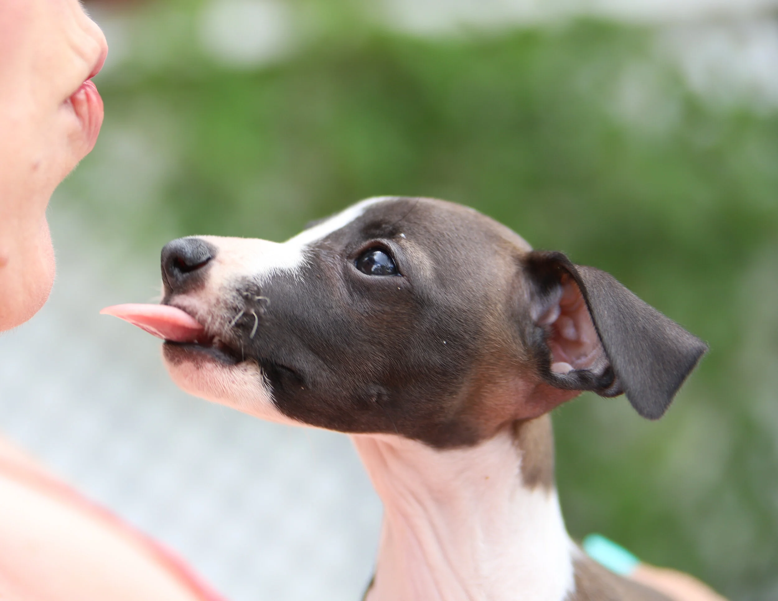 Pre-Puppy Preparations