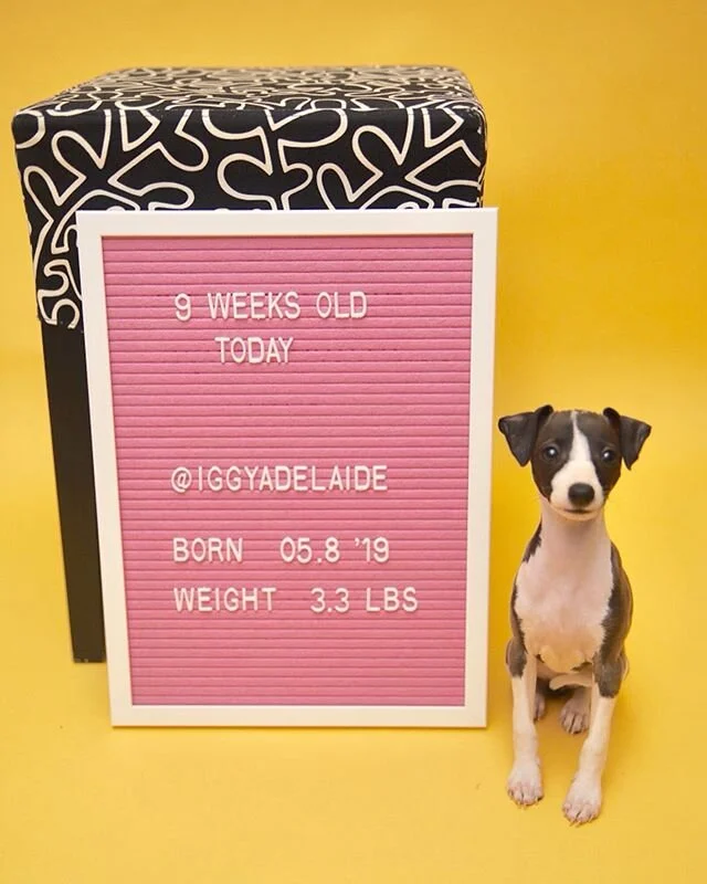 Puppy School at 9 Weeks Old