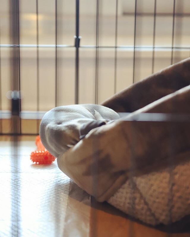Sit down, you’re rocking the boat: Crate training continued