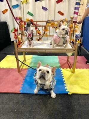 Adelaide is Queen Bee