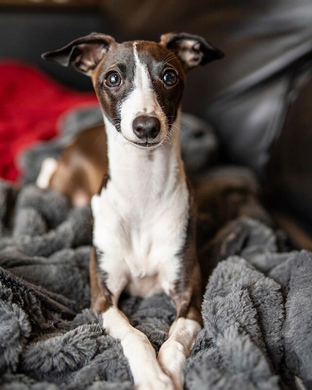 Adelaide’s first illness - our first emergency trip to the vet