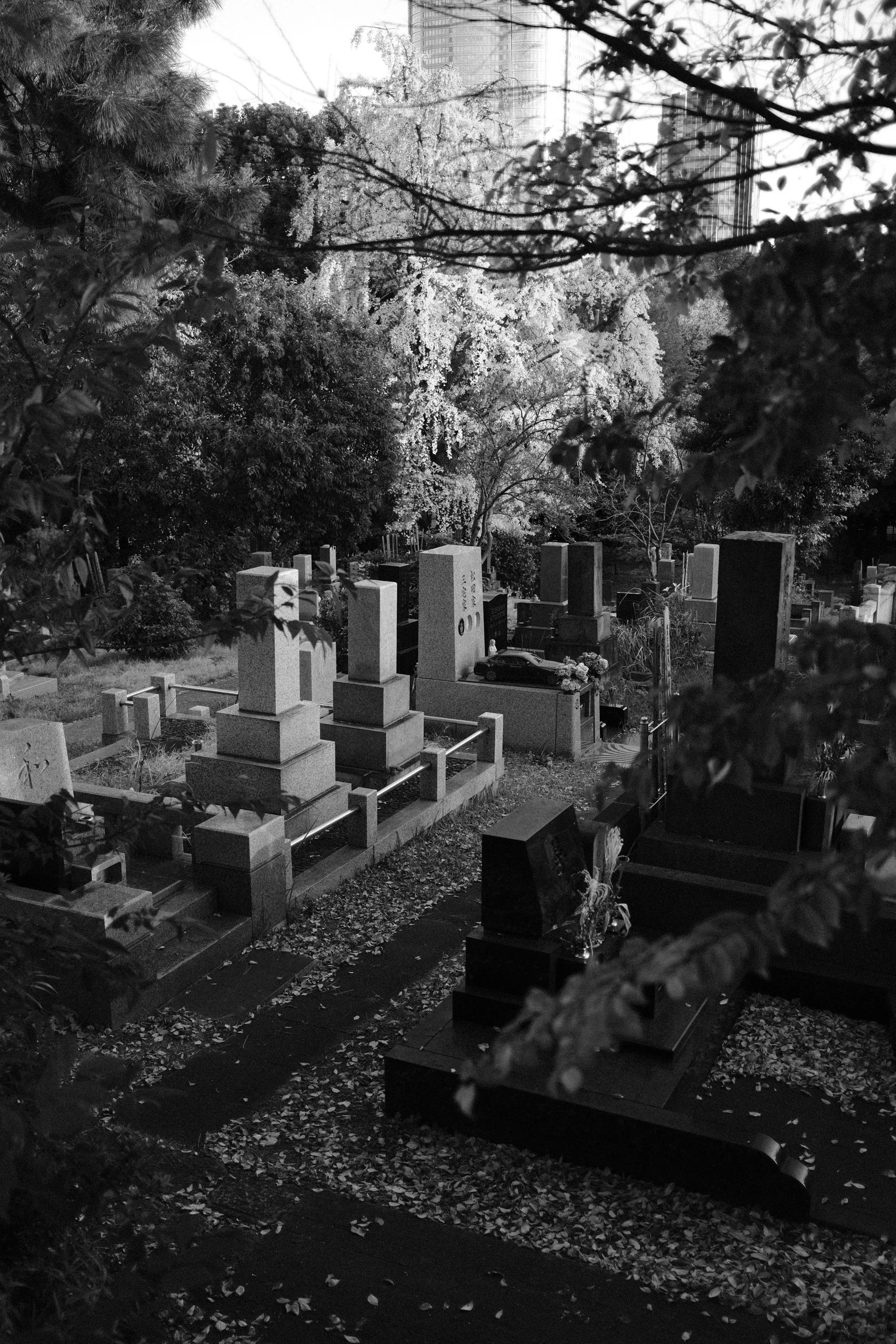 11/2025 AOYAMA CEMETARY