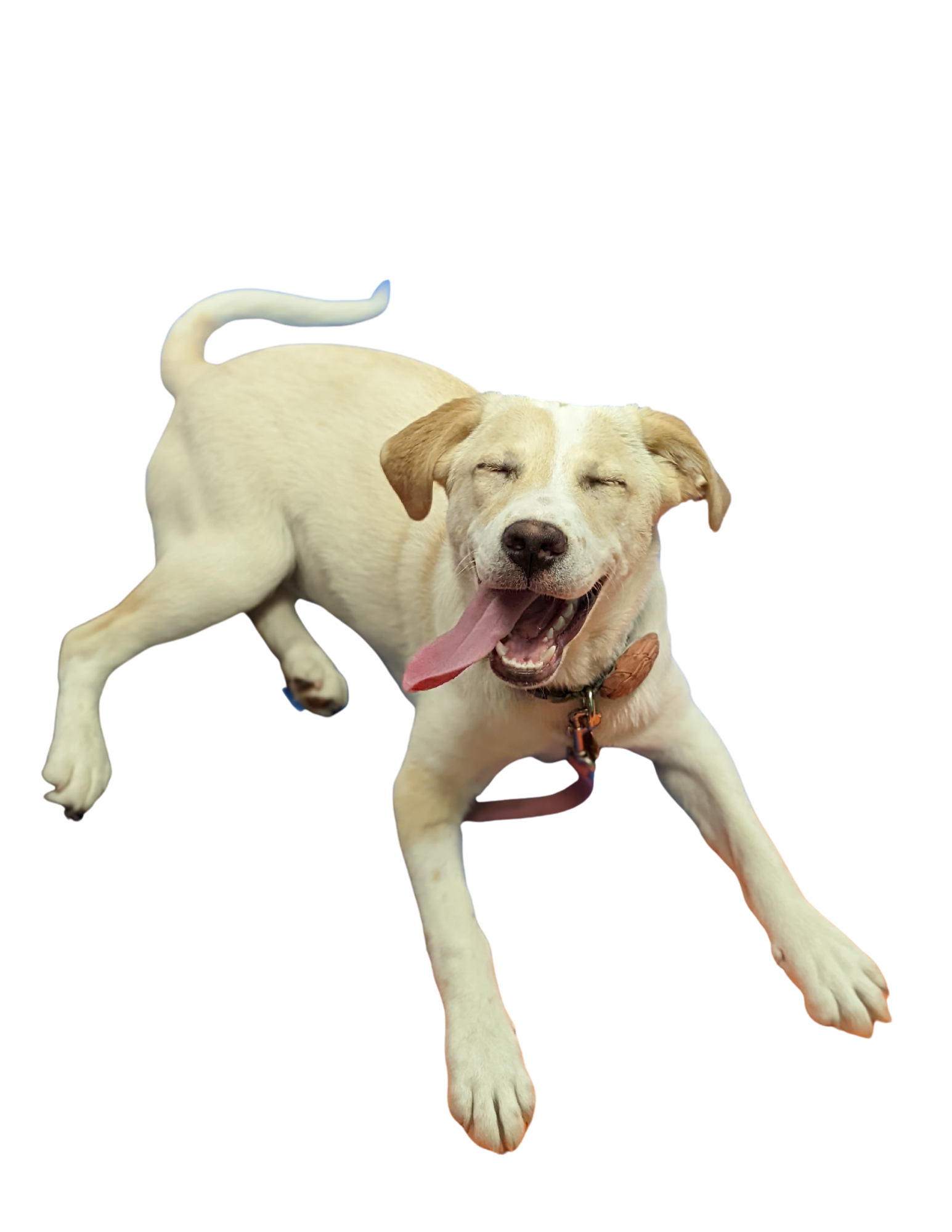 Veterinary Pharmacy — Cobb & Co Veterinary Clinic Veterinarian in Elgin