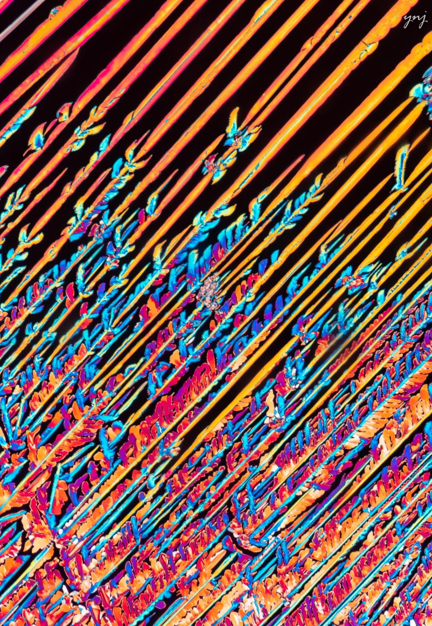 Butterflies on the gate