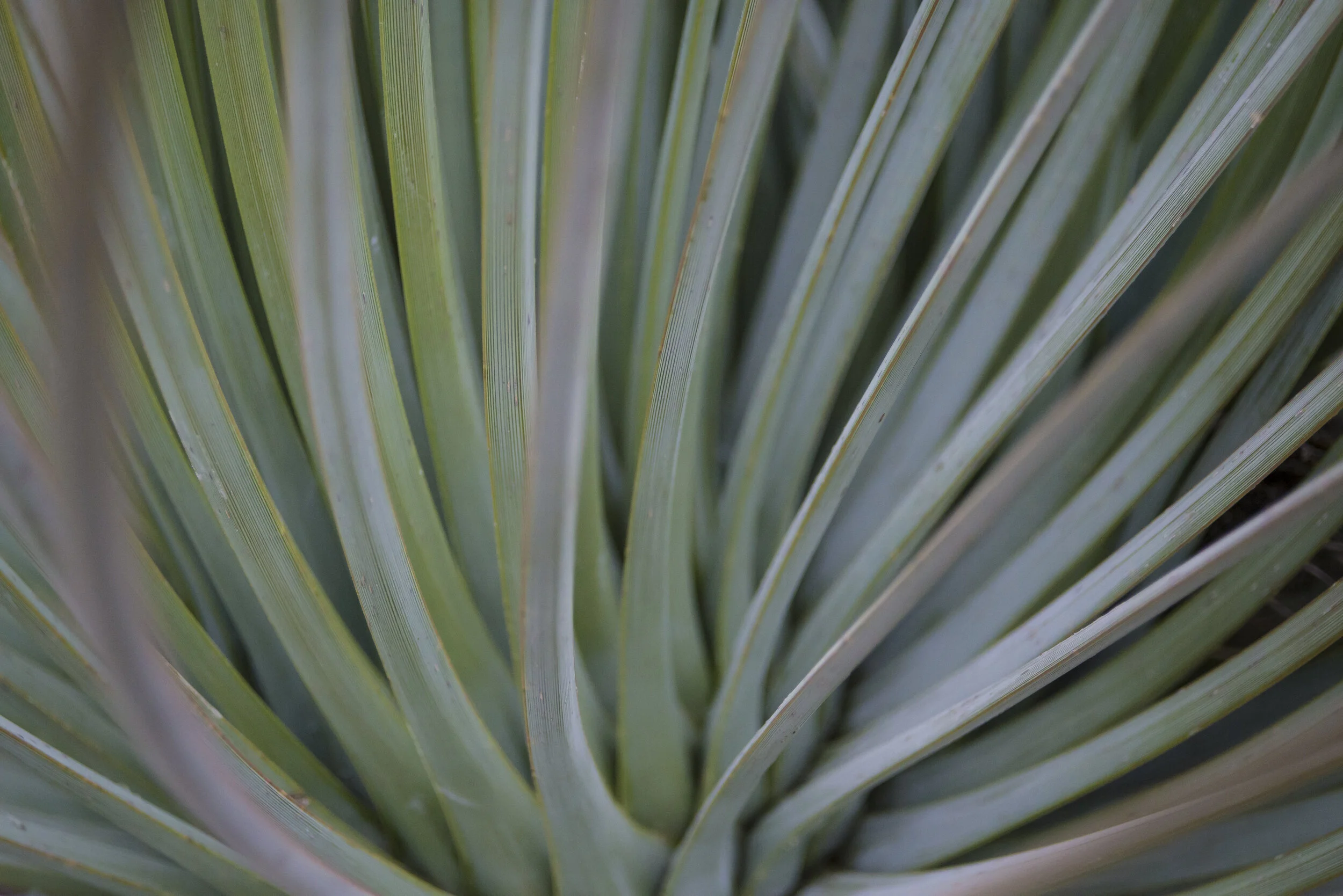 Agave Geminiflora