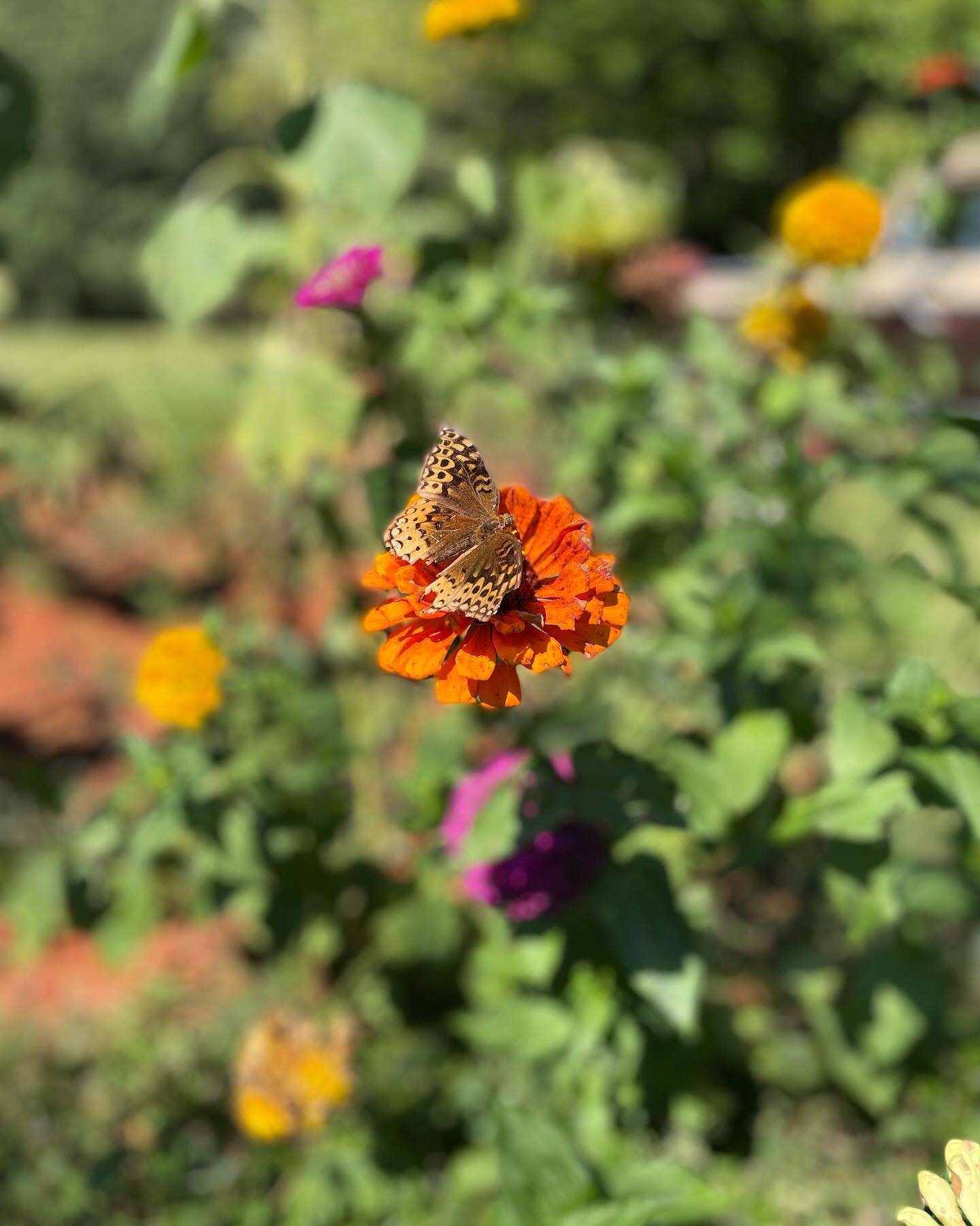 Fall is here! Come celebrate with us today from 10am-6pm and Sunday from 1pm-6pm. Admission is free and kids get a free Farm to School storybook!