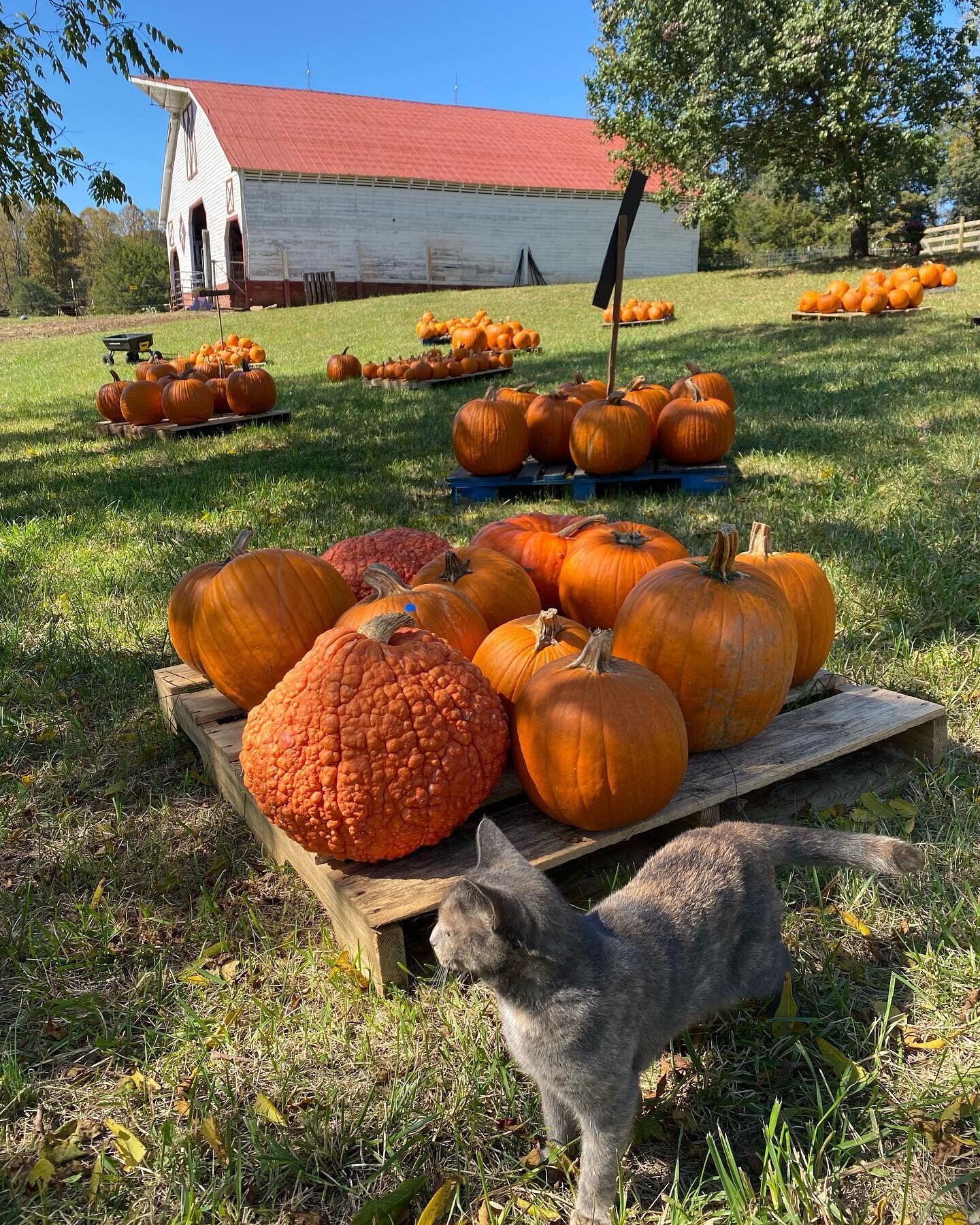 It&rsquo;s a beautiful day at Dock Southern Farms! We are open 10 am-6 pm today with pumpkin, games, animal petting, hot dogs, BBQ, local honey and artisan crafts. Come see us!