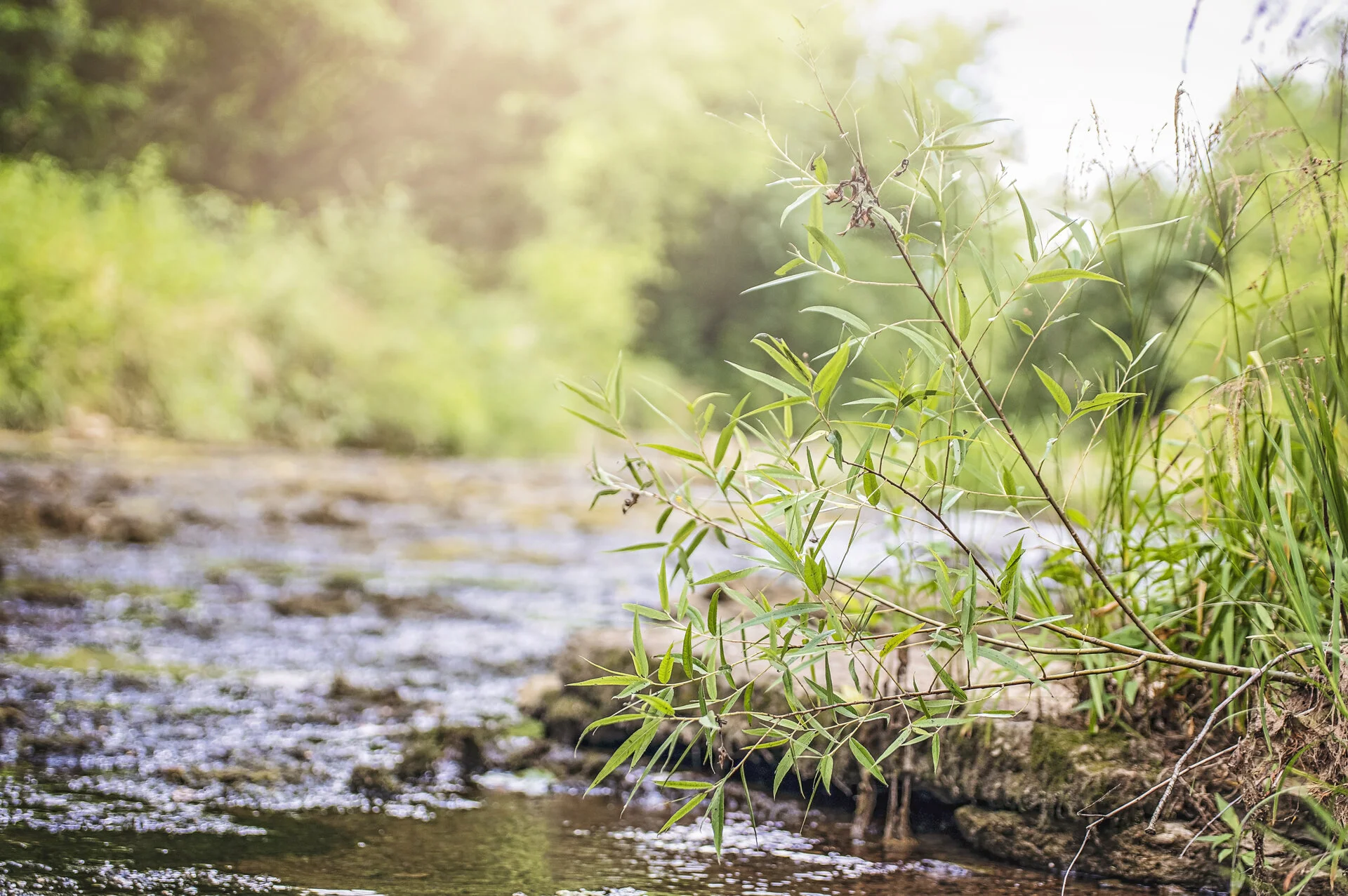 Mill Creek Watershed Association