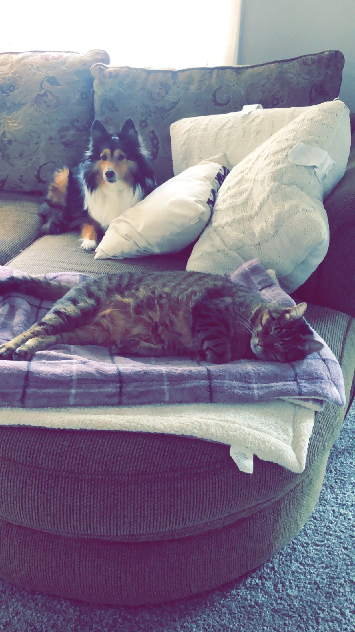Pets.JPG