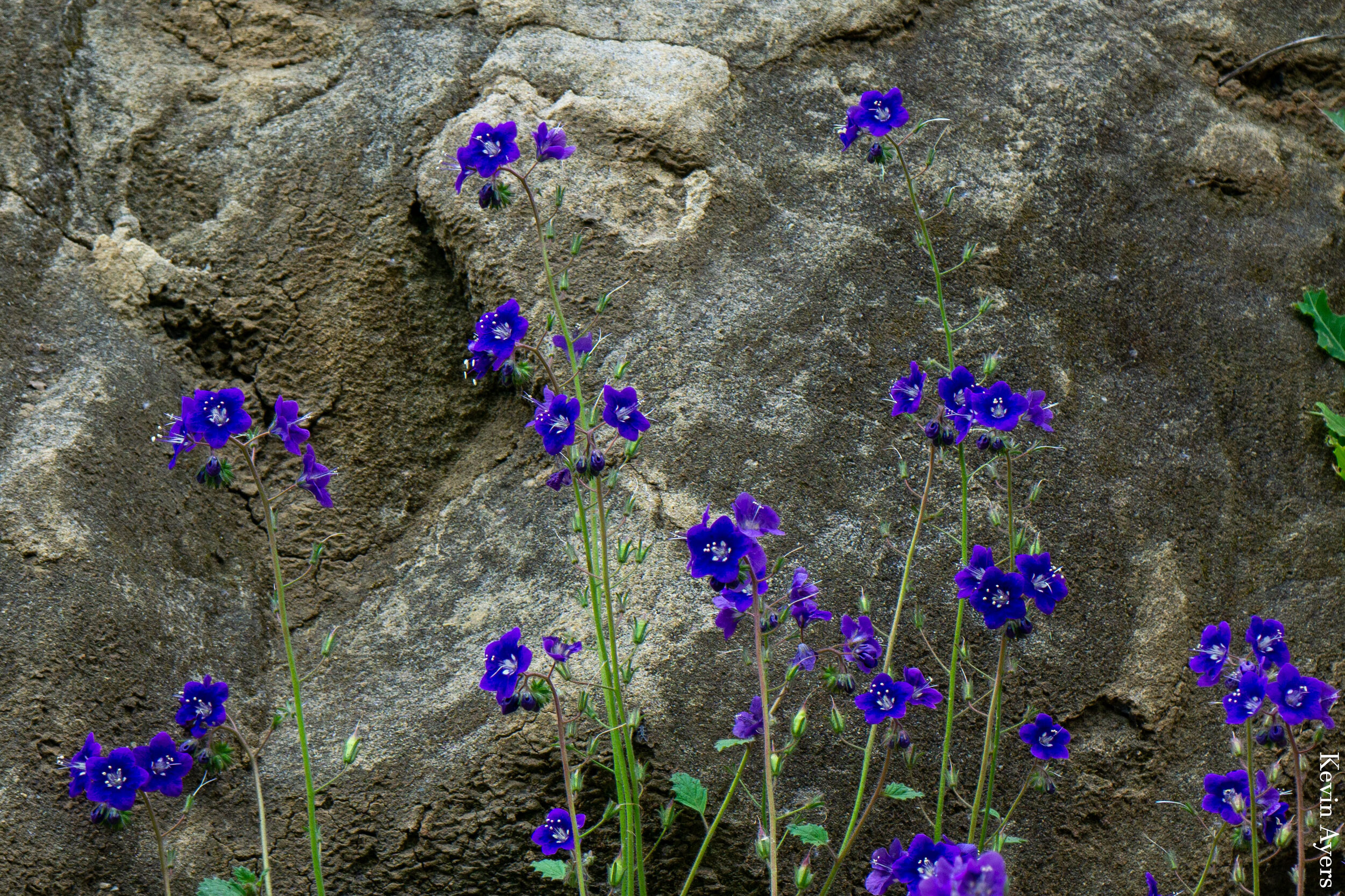 Western-Blue-Flax.jpg