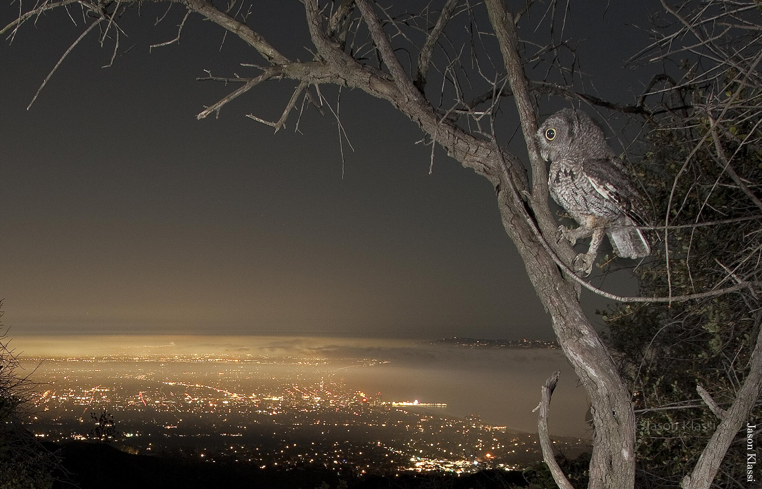 Owl-Be-Watching-You-Above-Santa-Monica-Bay---Jason-Klassi.jpg