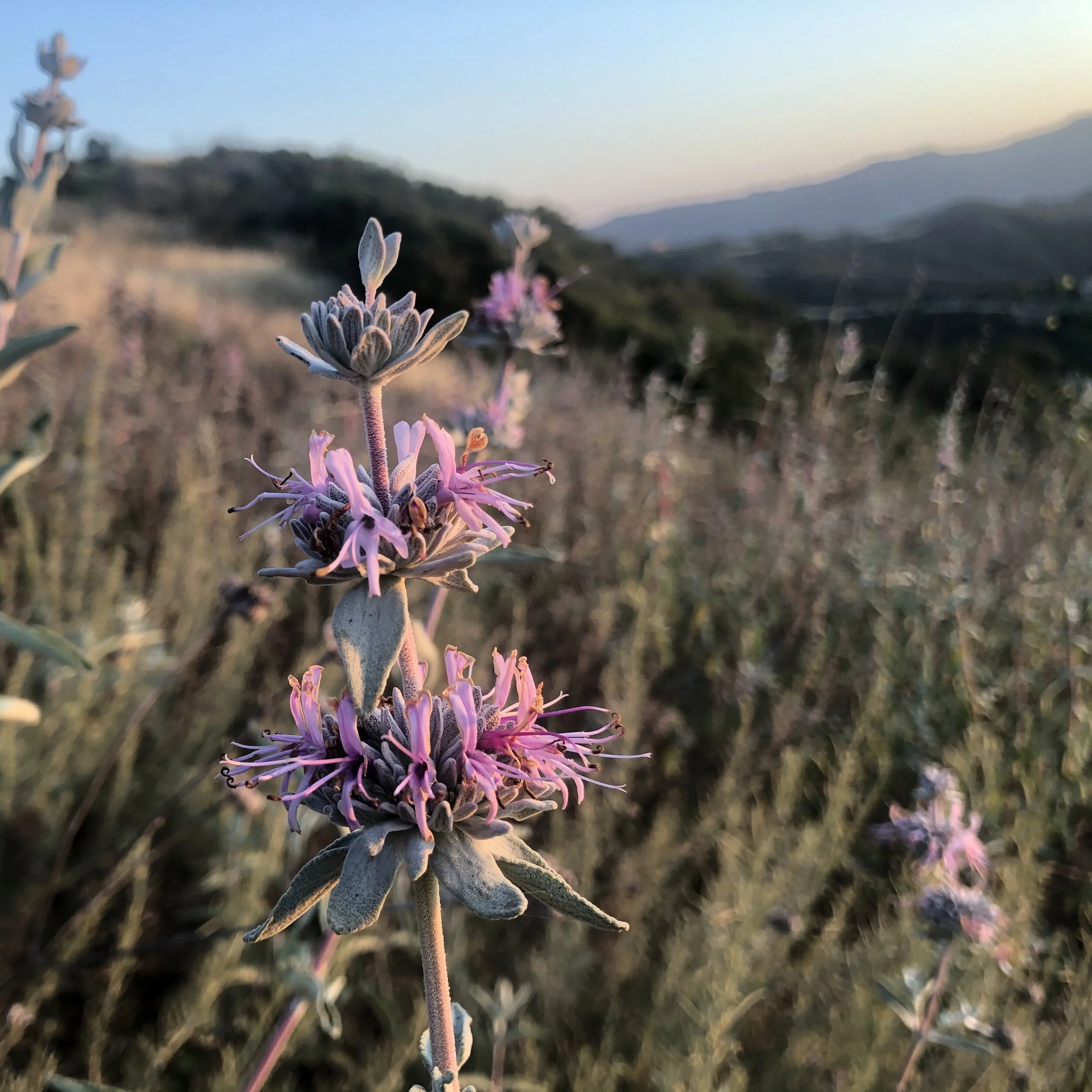  Visit  Santa Monica Mountains Fund Events  to sign up! 