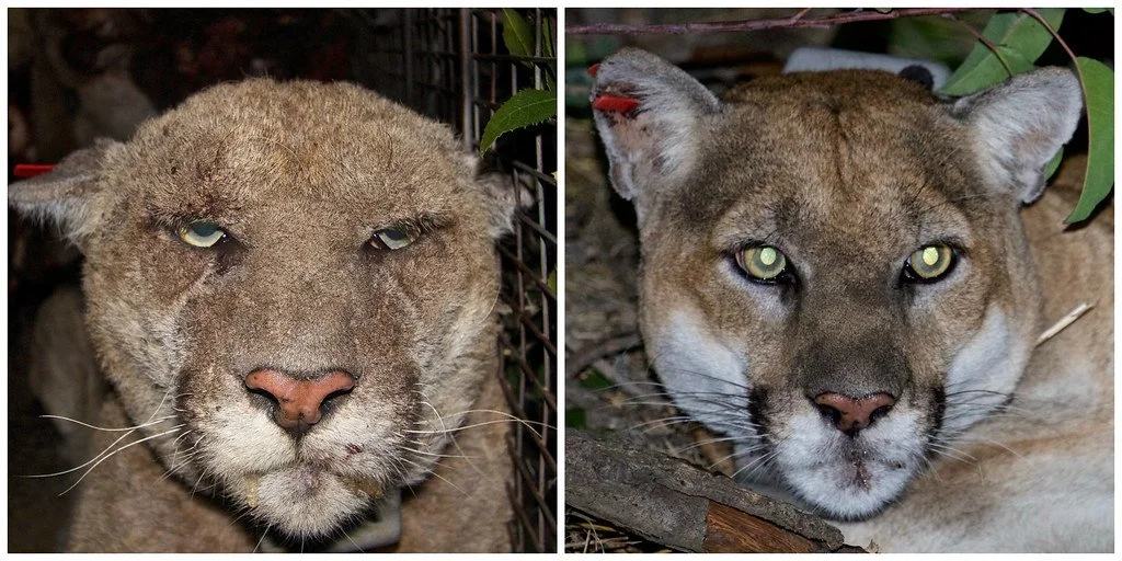  P-022 before and after being treated for rodenticide poisoning 