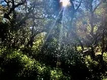  Elfin wood 