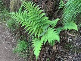  Ferns 