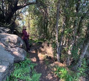  Woods and boulders 