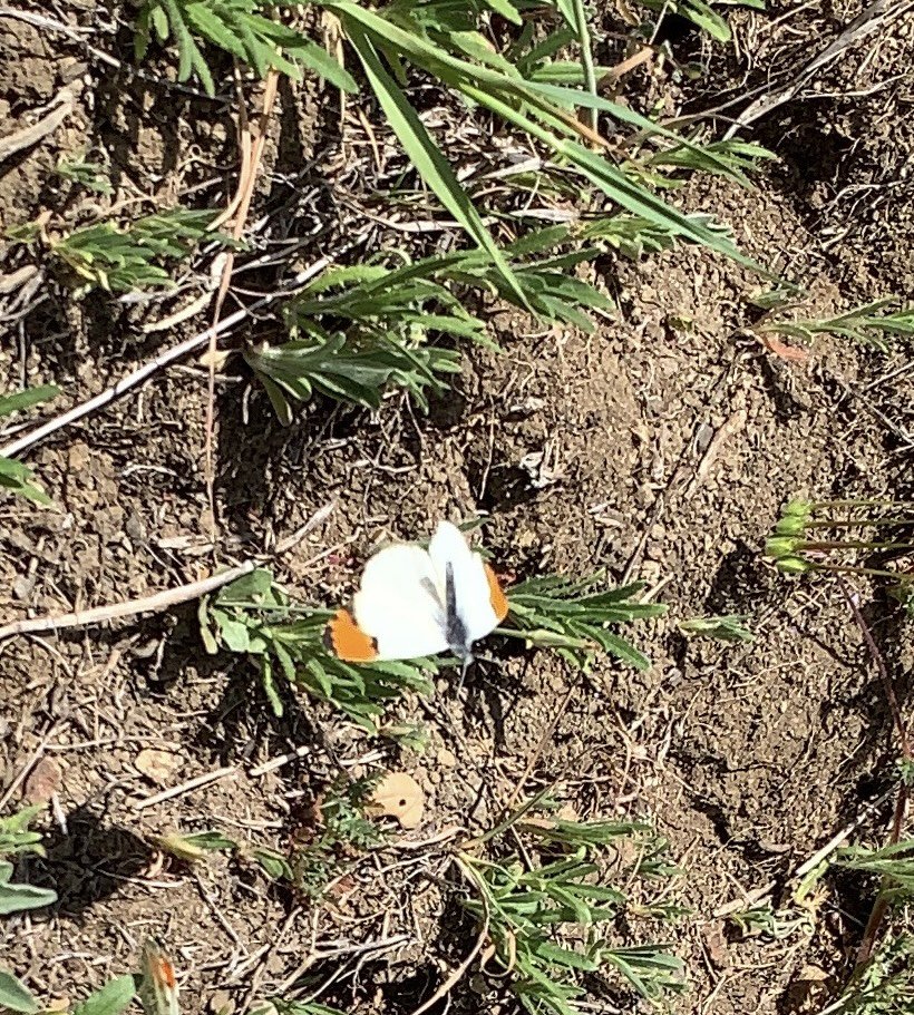 Pacific orange-tip butterfly