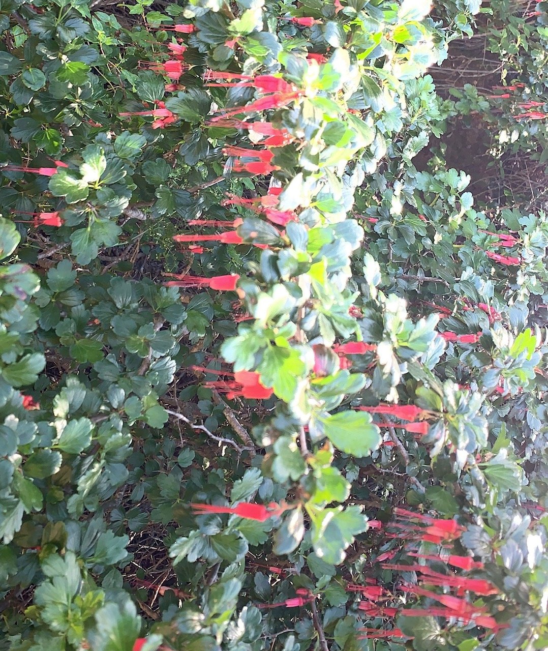 Fuschia flower goosebury