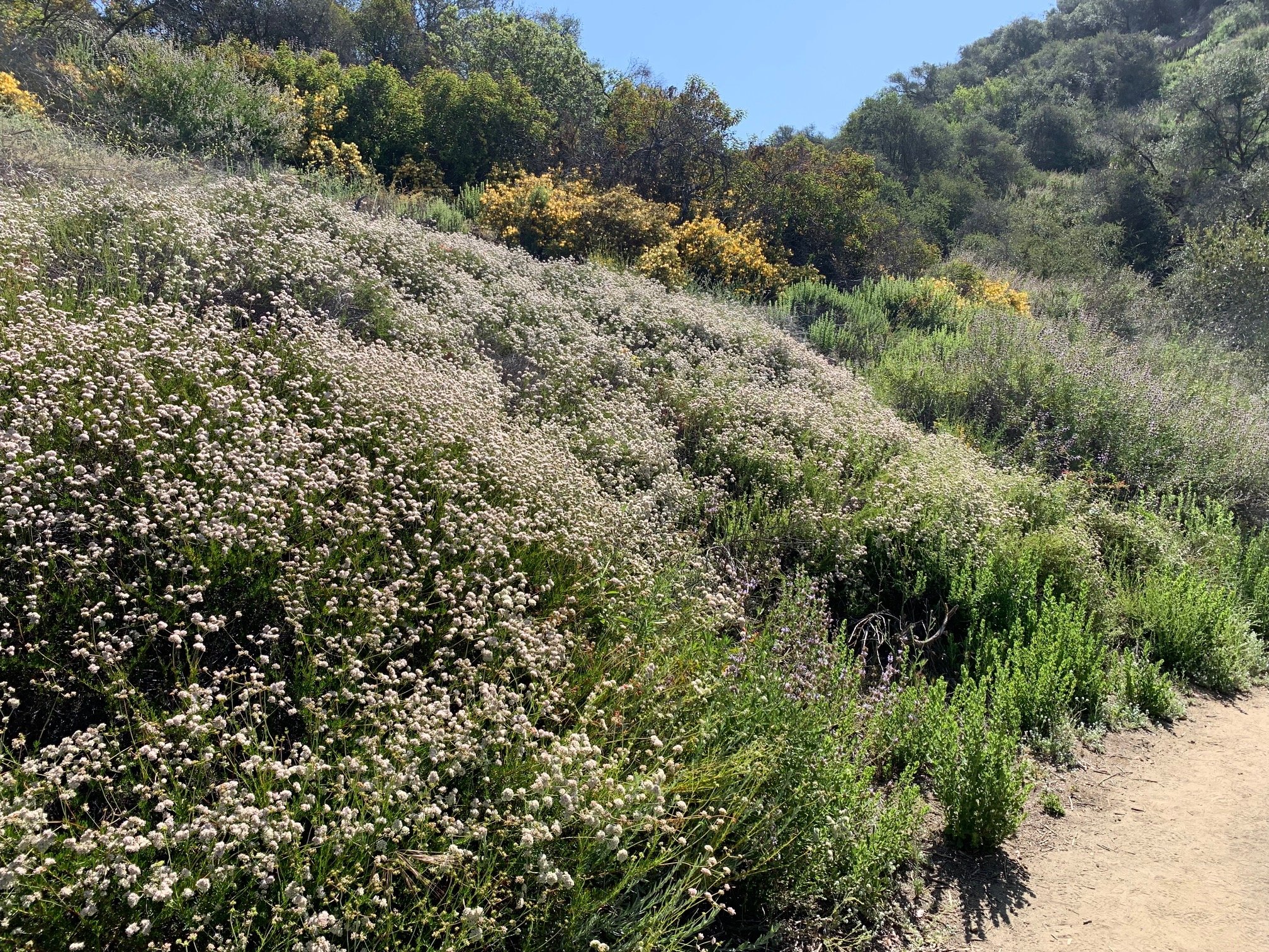 Hillside of California Buckwheat